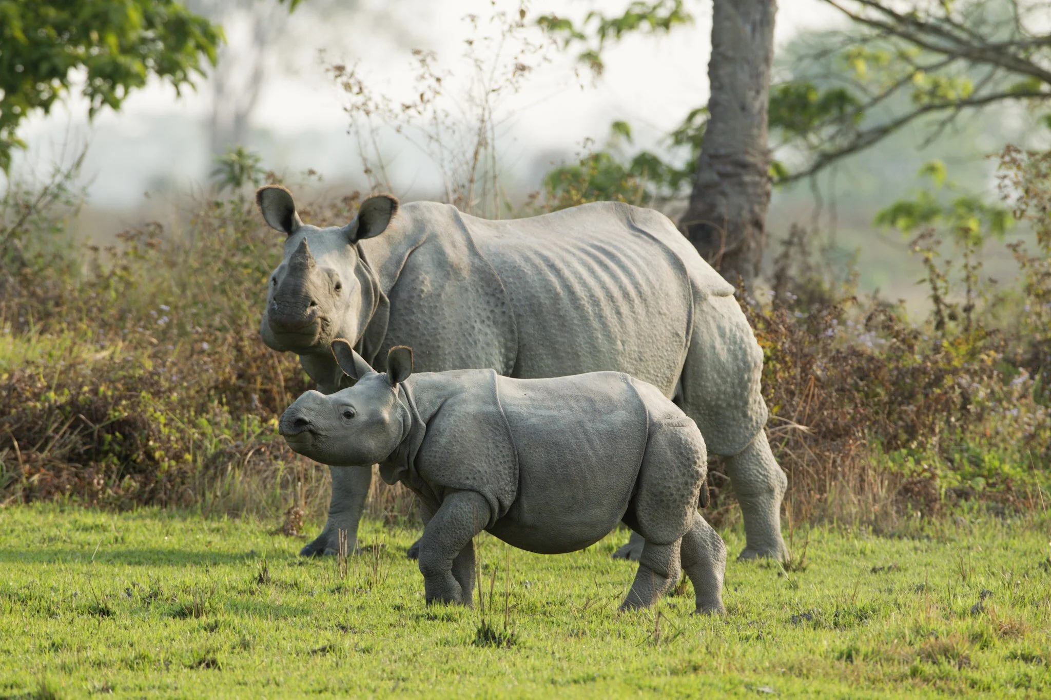 Rhino mother and calf