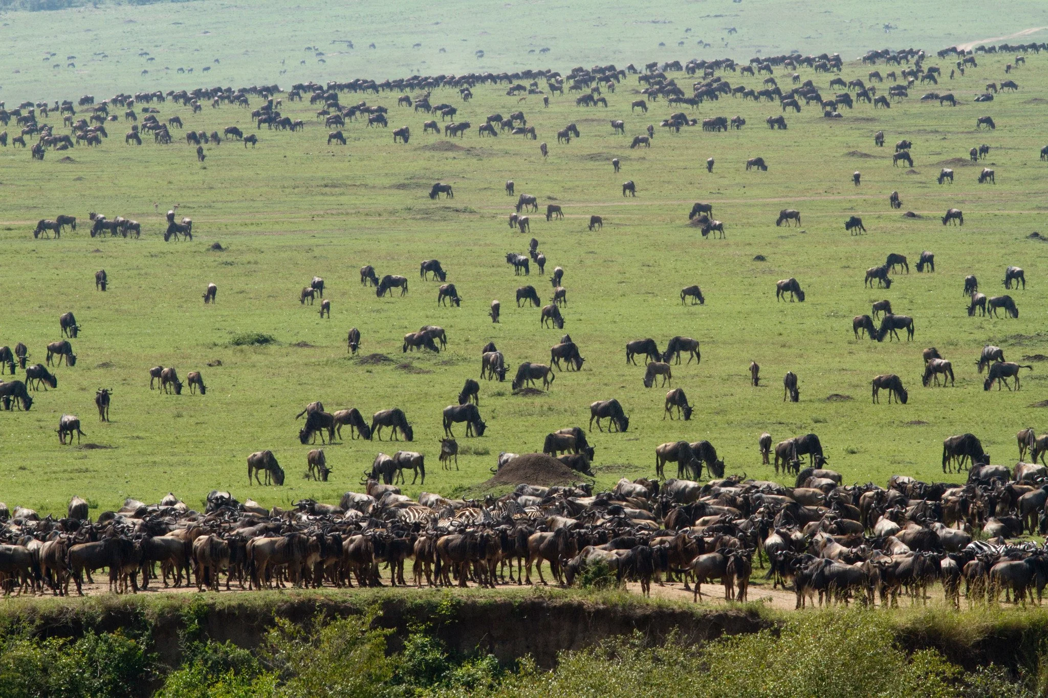 The herds mass on the plain above the river