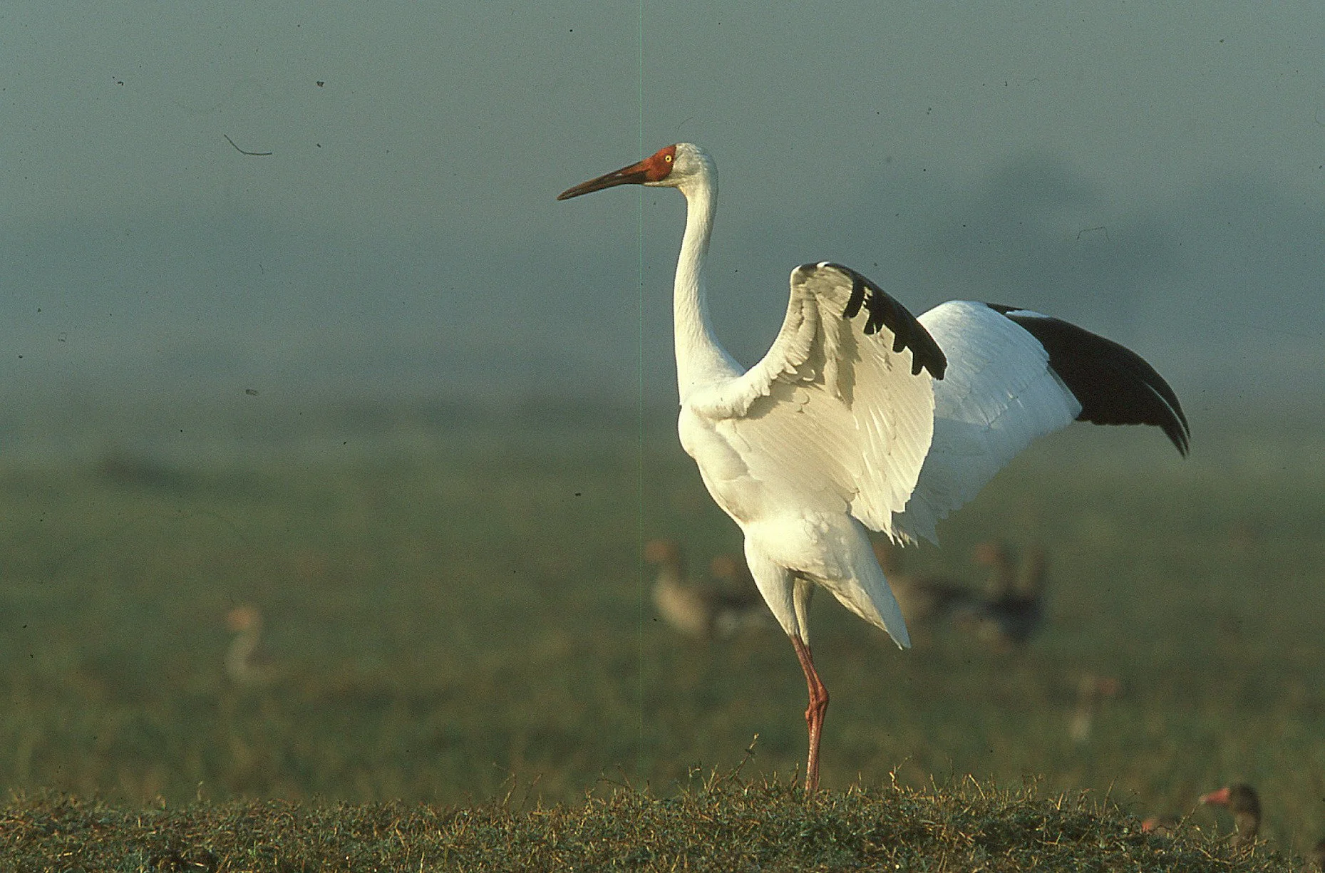 Siberian crane, a winter visitor now lost to India