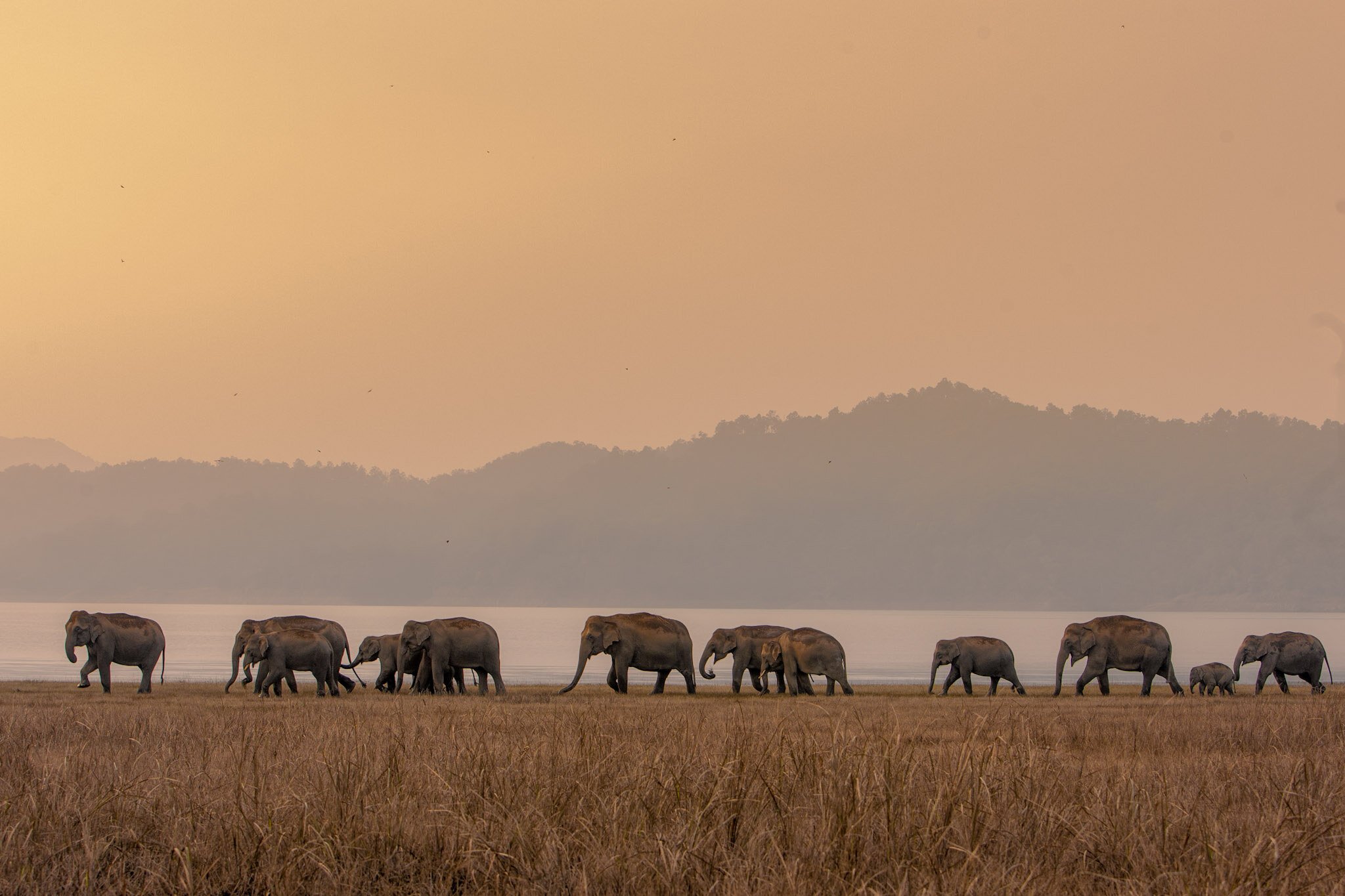 Herd in the golden haze