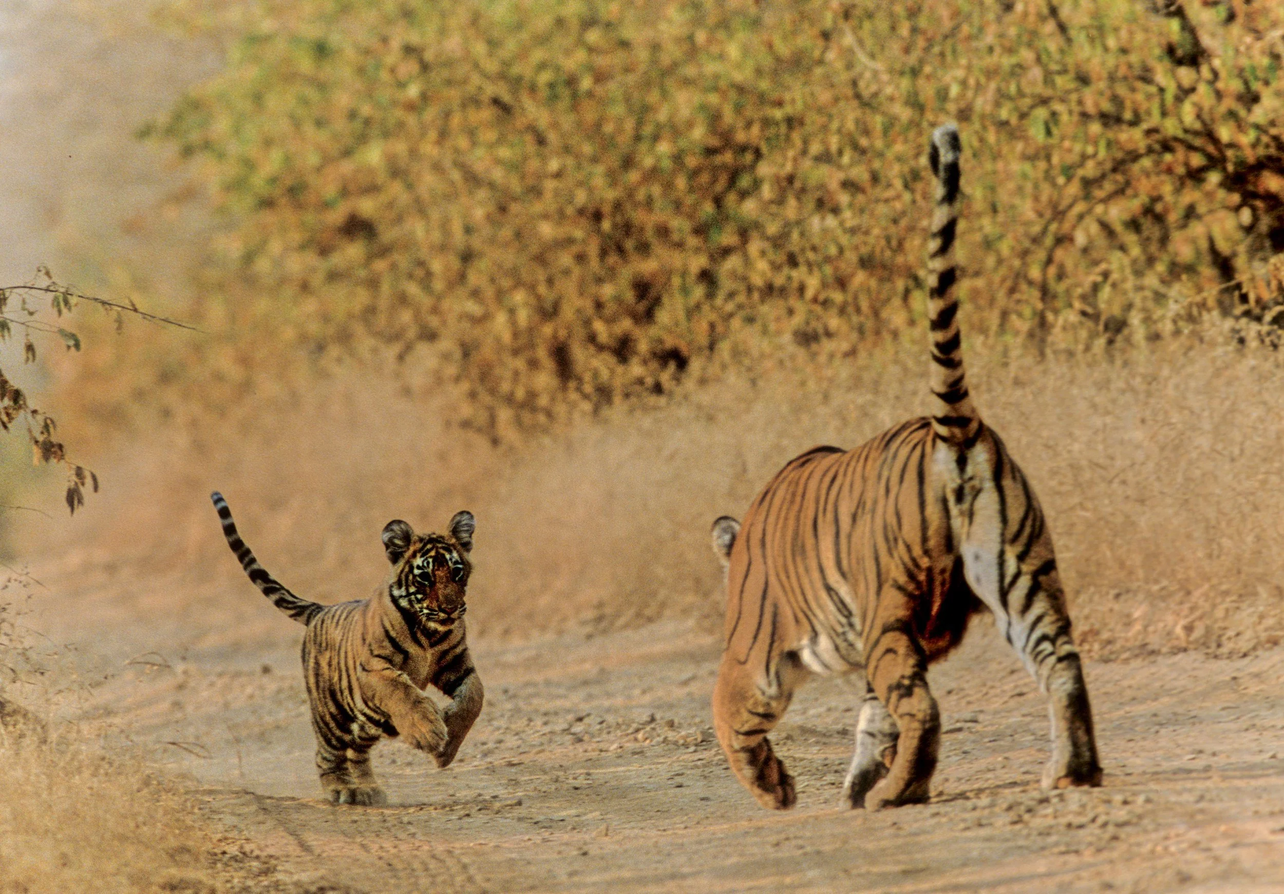 A cub of the first litter trotting after its mother · 2000