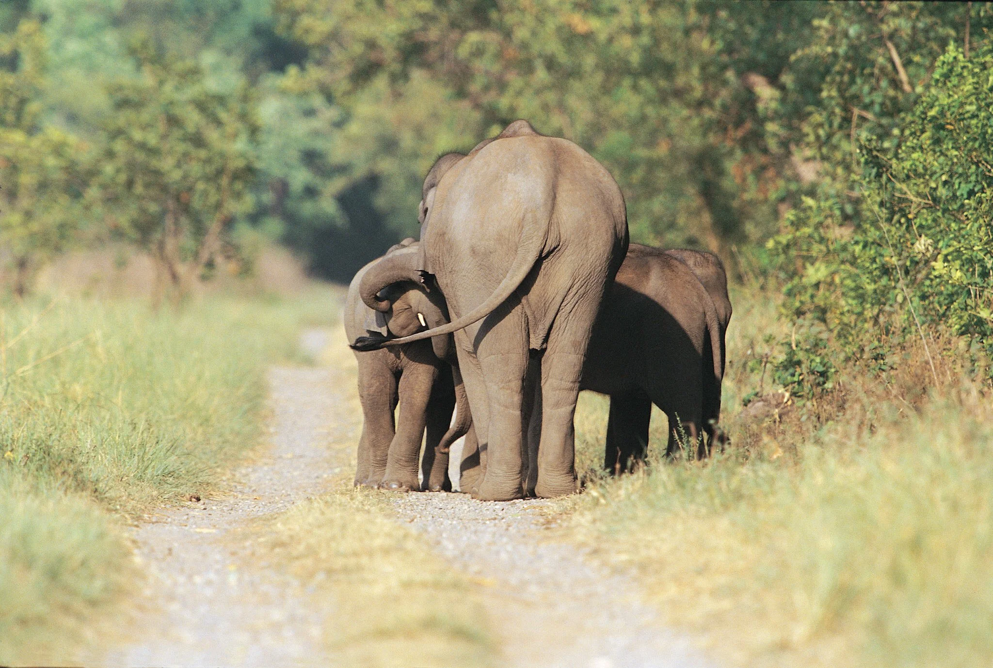 Elephant and calf on the track (film)