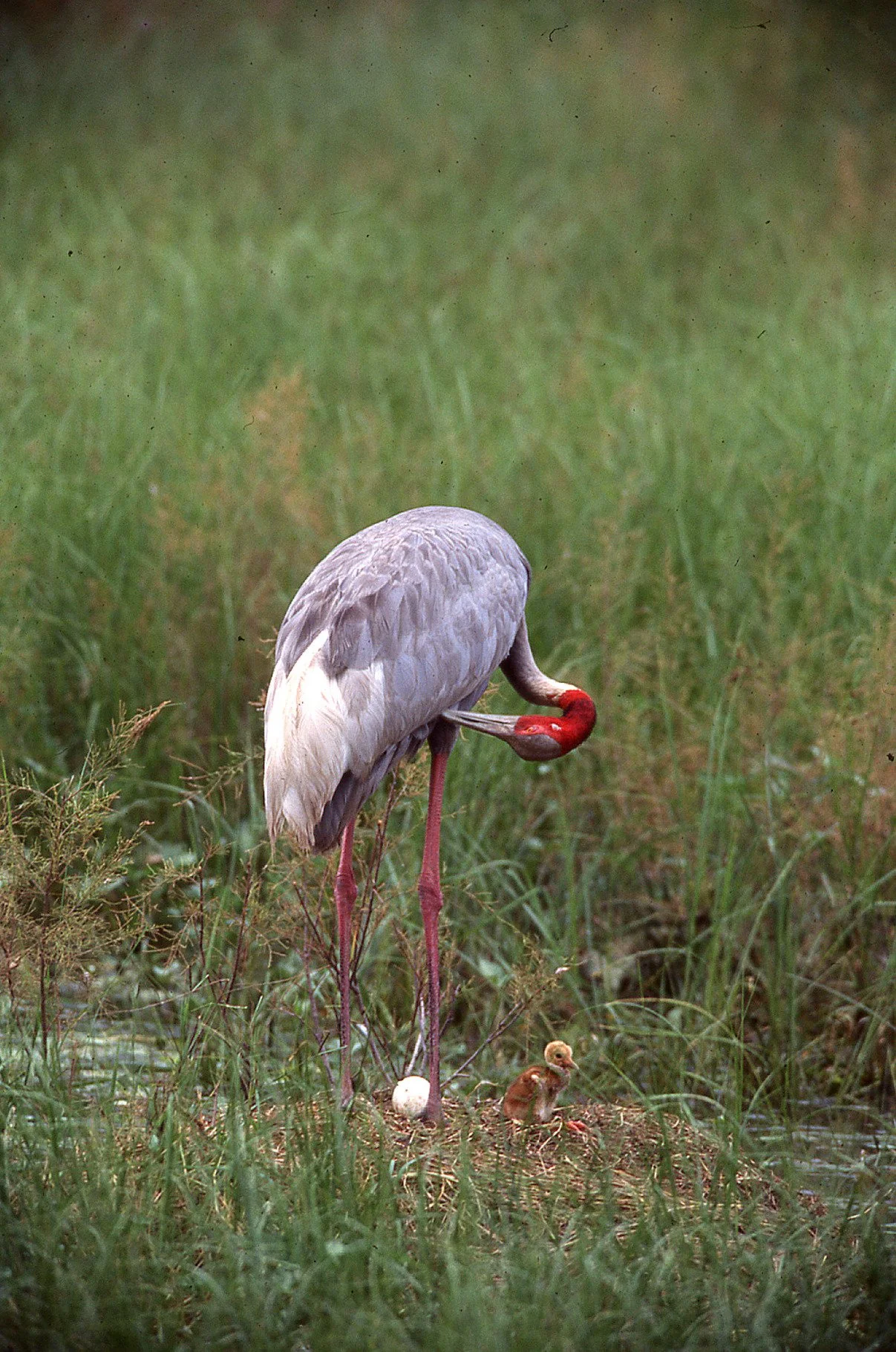 At the nest, with an egg and a newly hatched chick