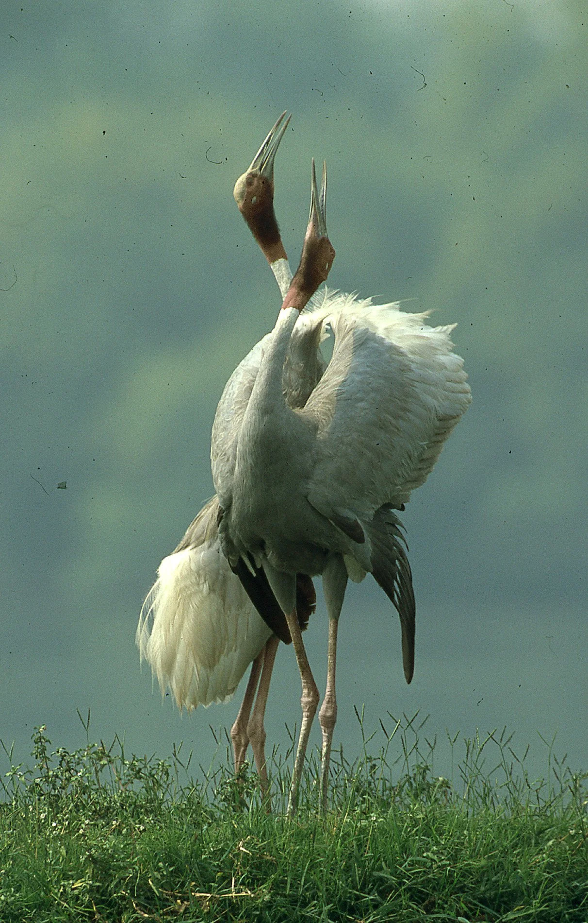 Mating