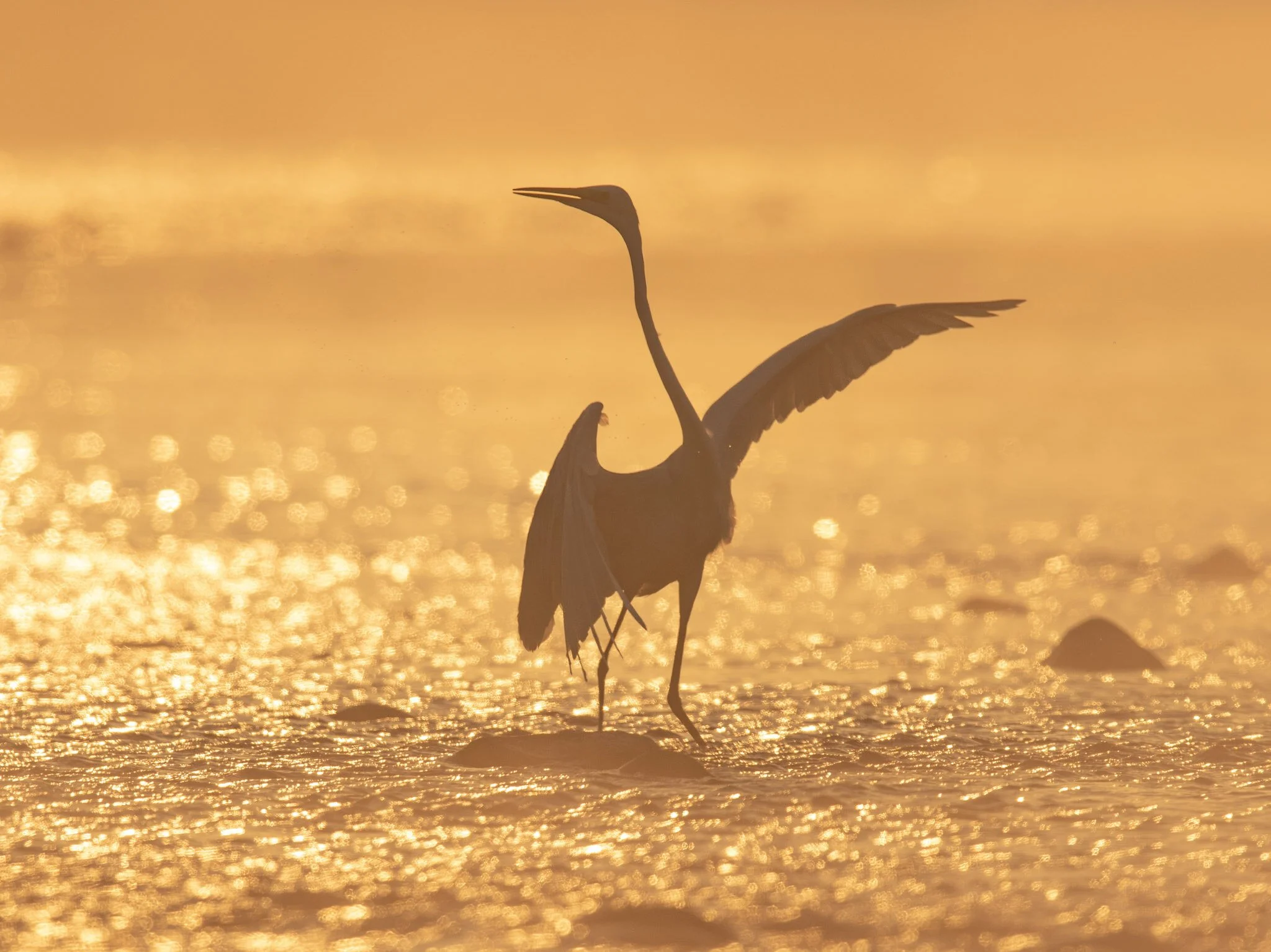 Heron in the mist