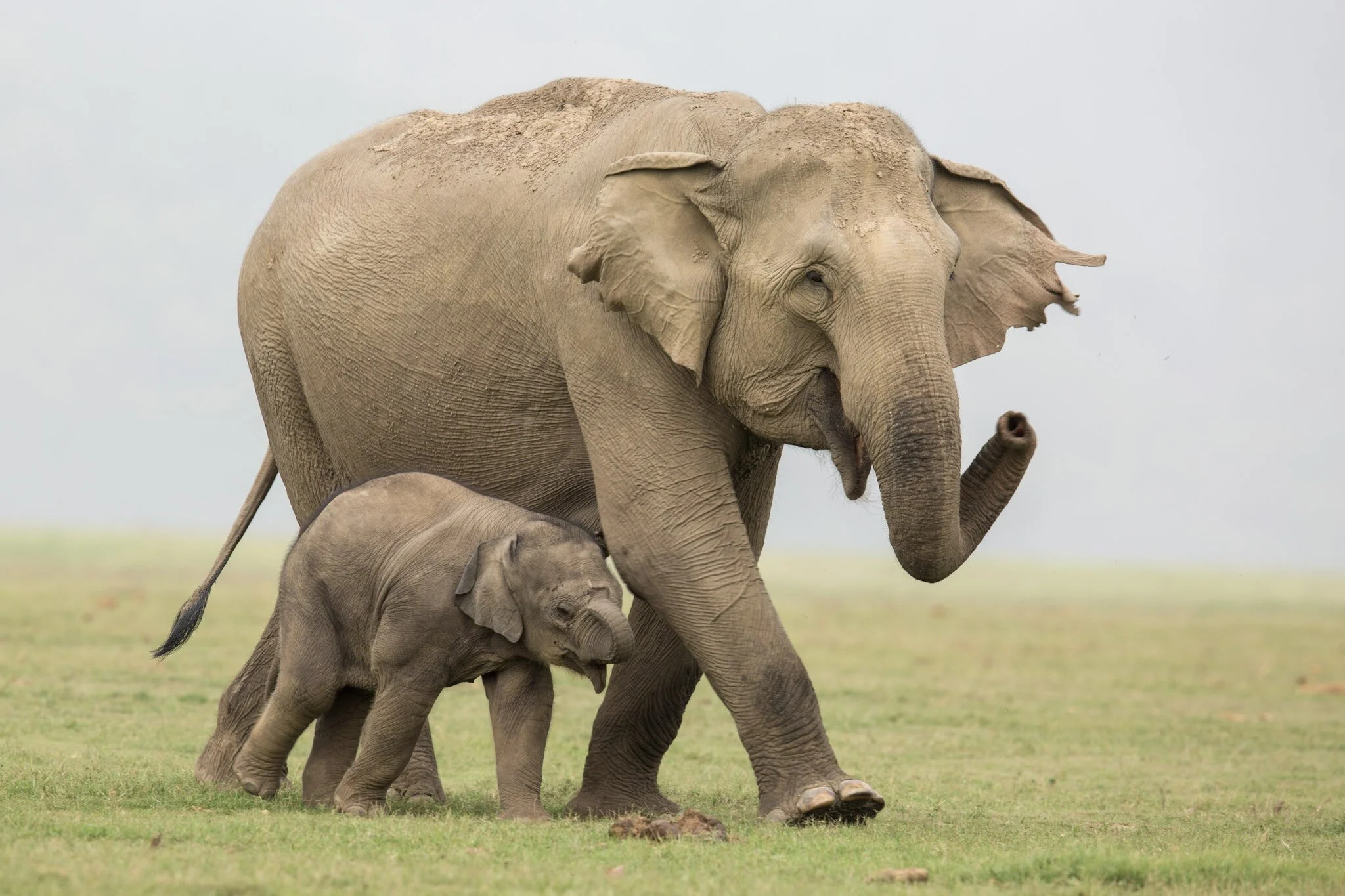 Mother and calf walking