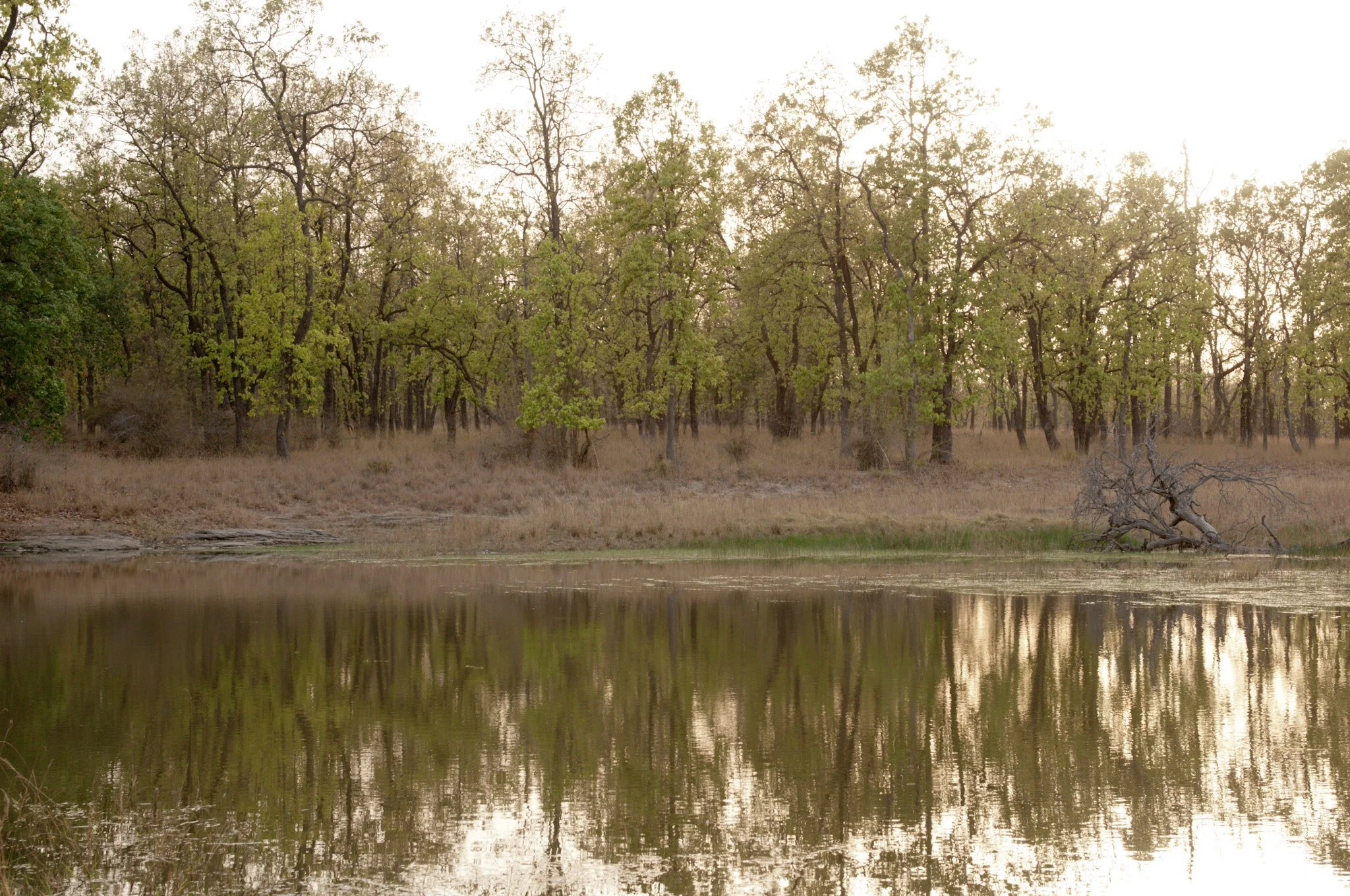 Forest reflection, Saunders Talao, Kanha