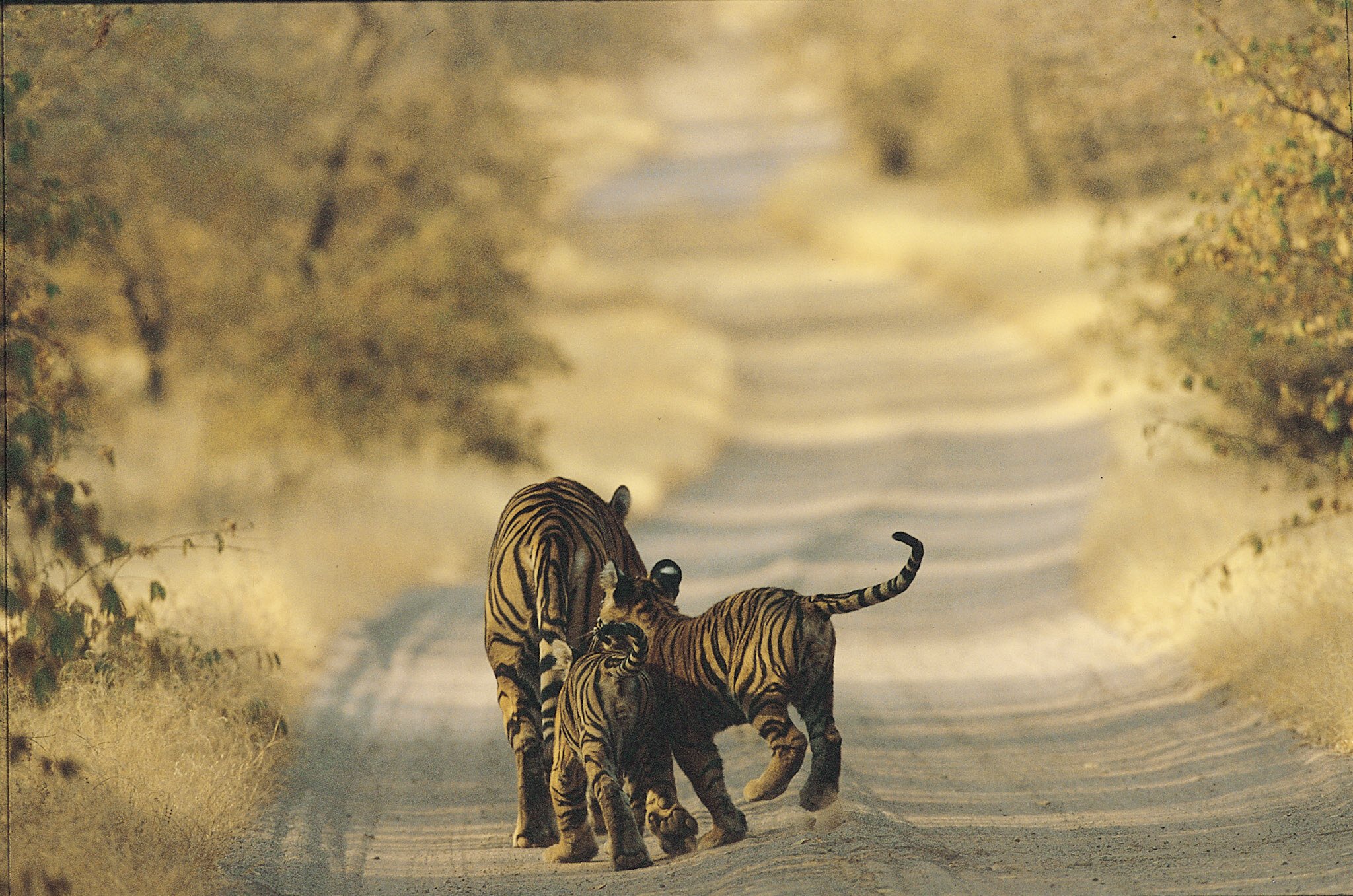 Cubs on the forest track