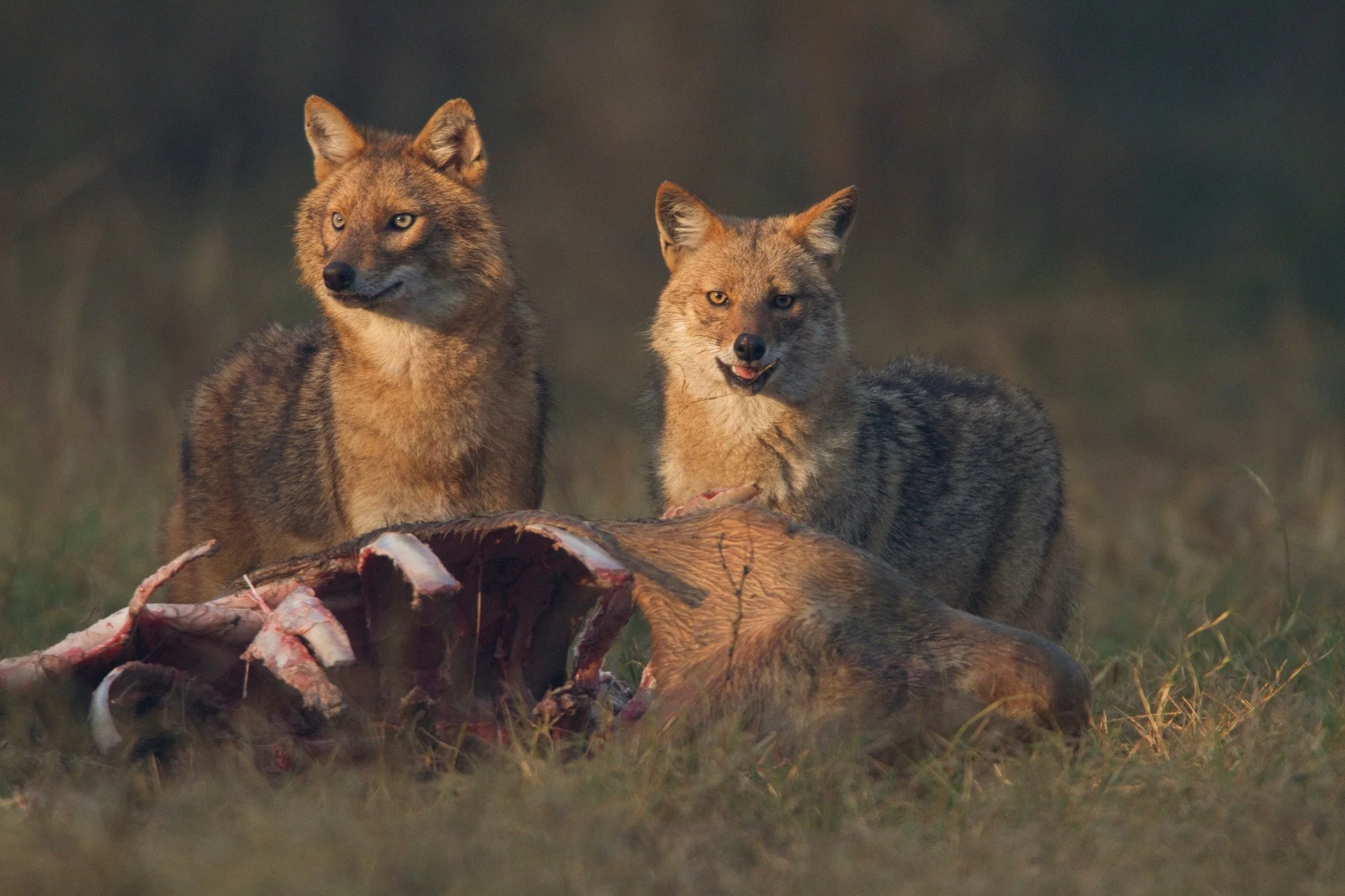A second jackal arrives