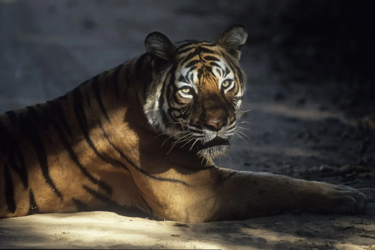 Tiger in dappled shade