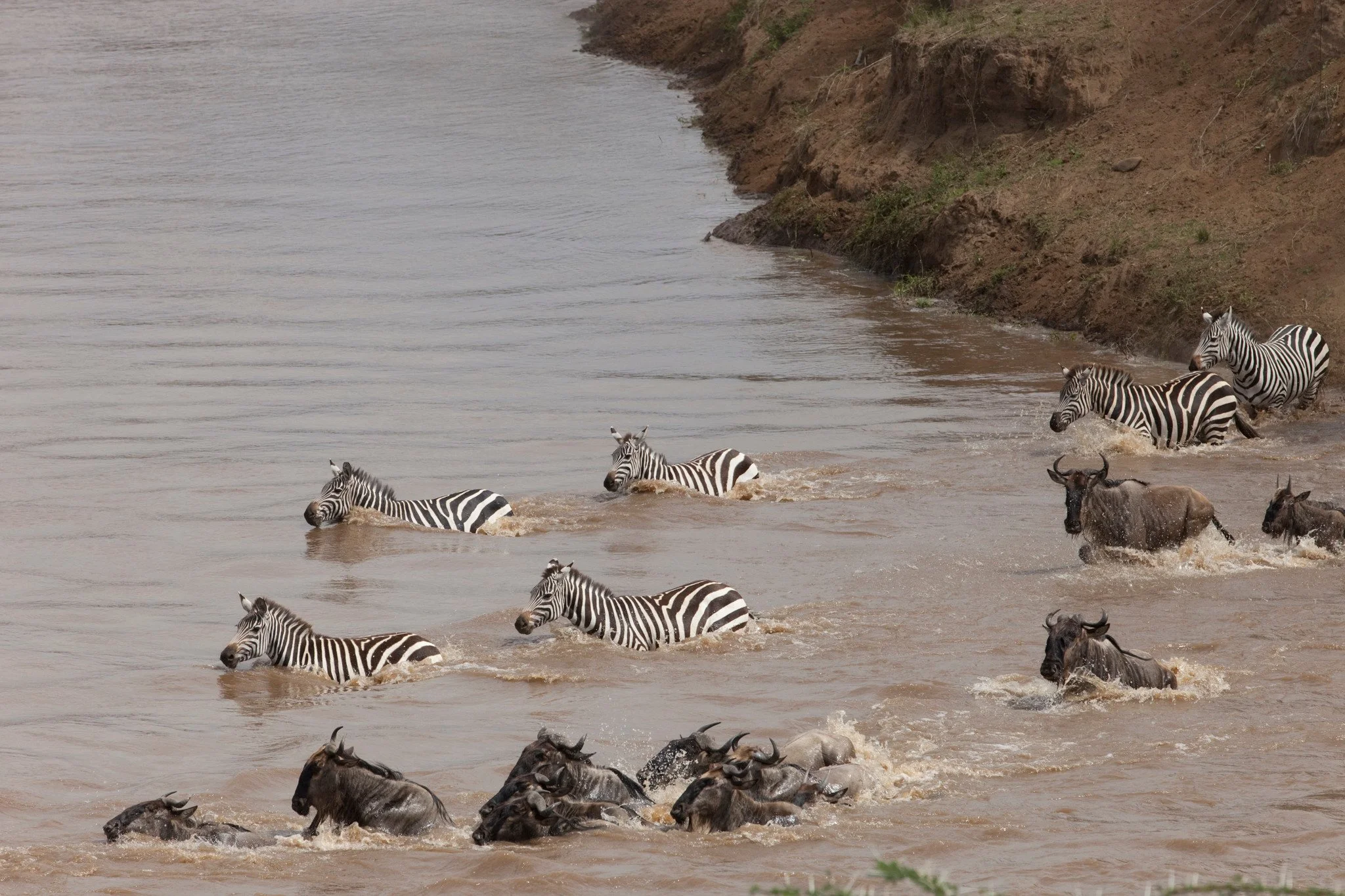 Zebras among the wildebeest
