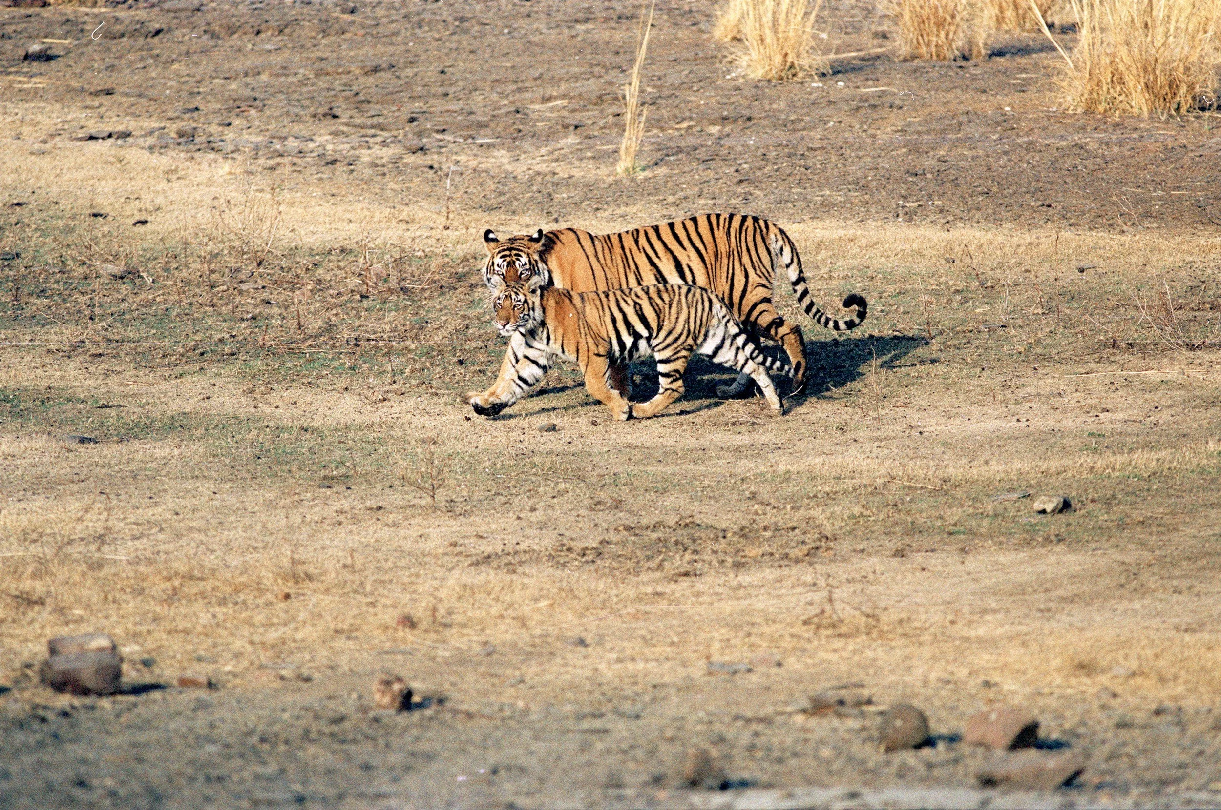 Mother and cub crossing the dry bed of the lake · 1998