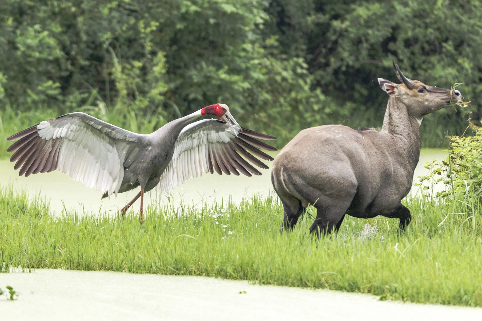 Sarus crane chasing a nilgai, Bharatpur, 2010