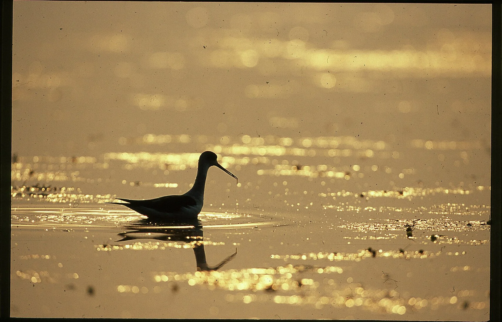 Jacana on golden water (film)