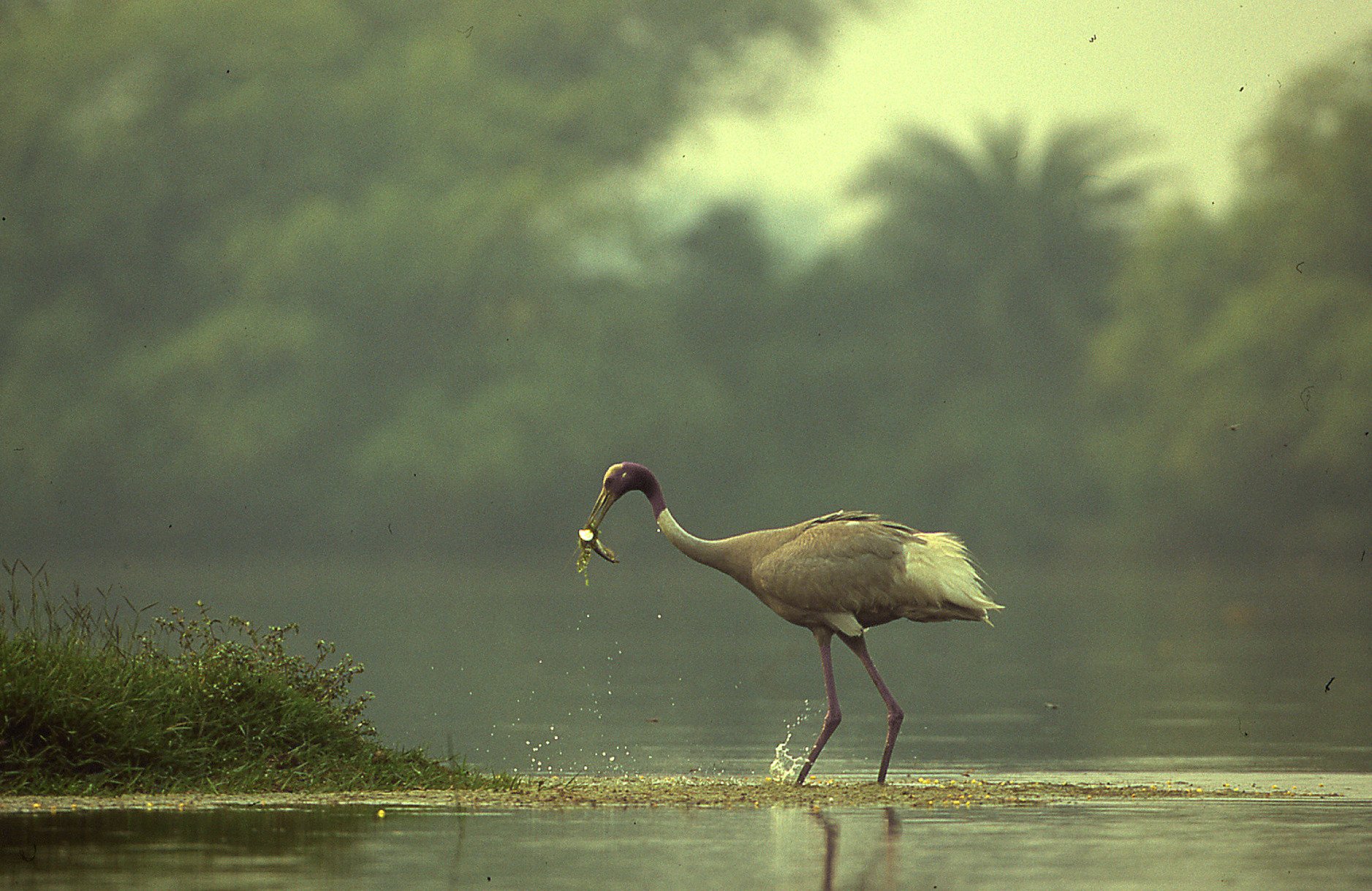 A sarus feeding in the morning mist