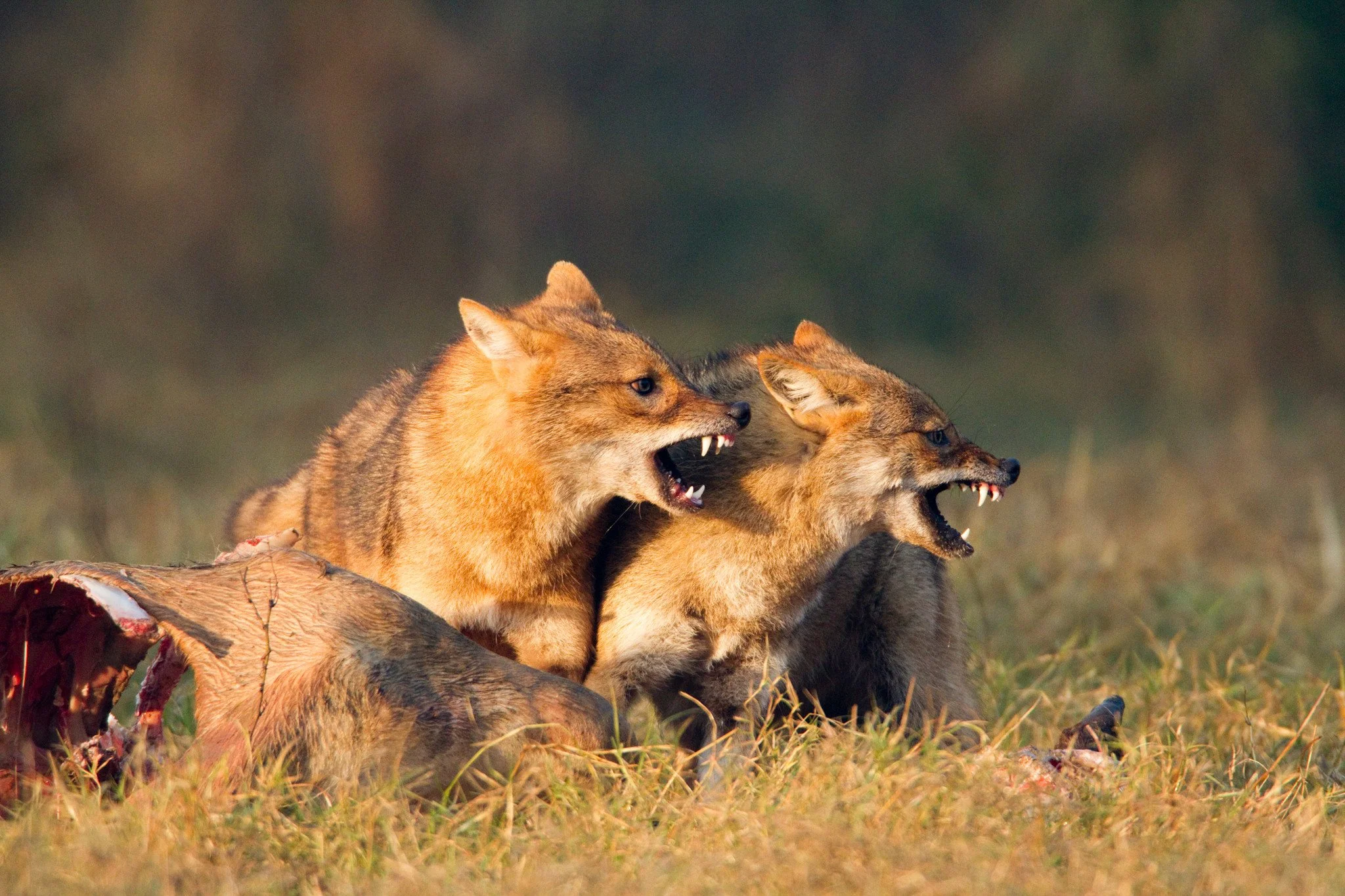 Stand-off