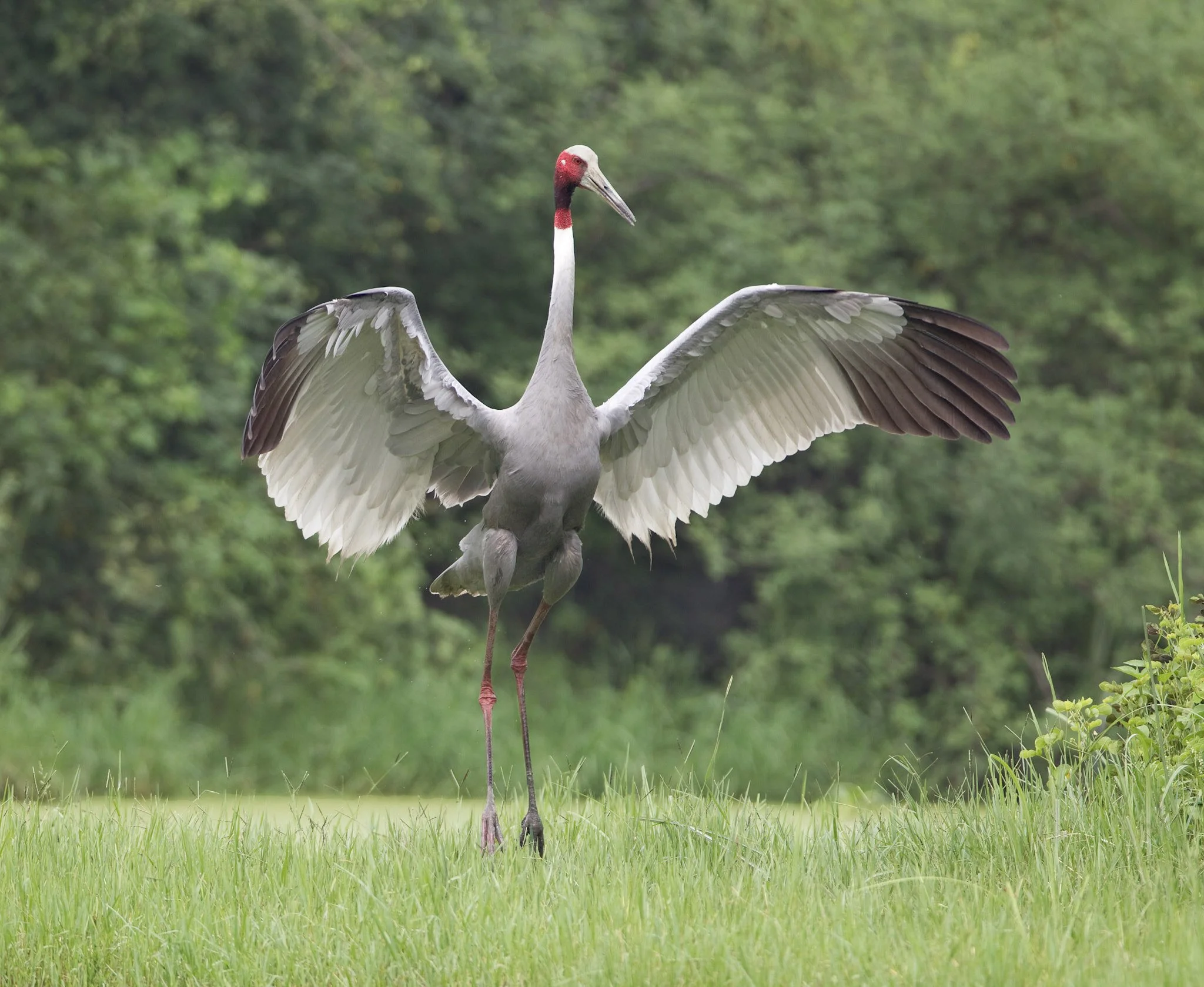 Sarus crane calling