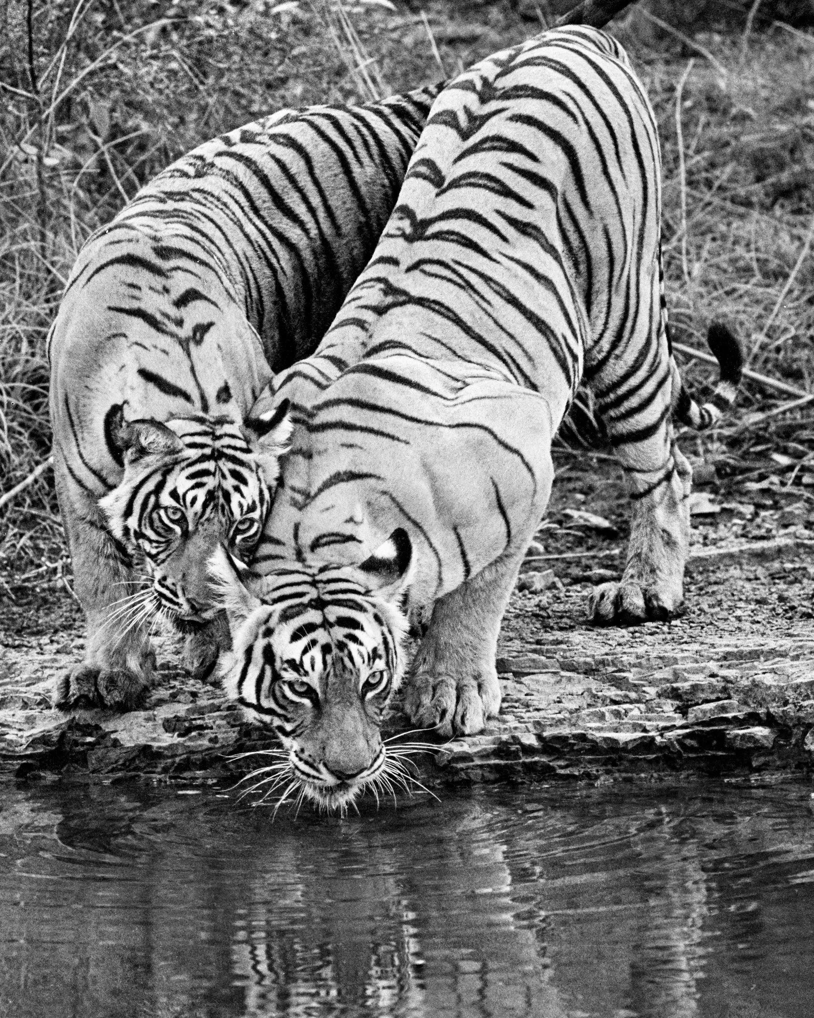 Tiger drinking, black and white