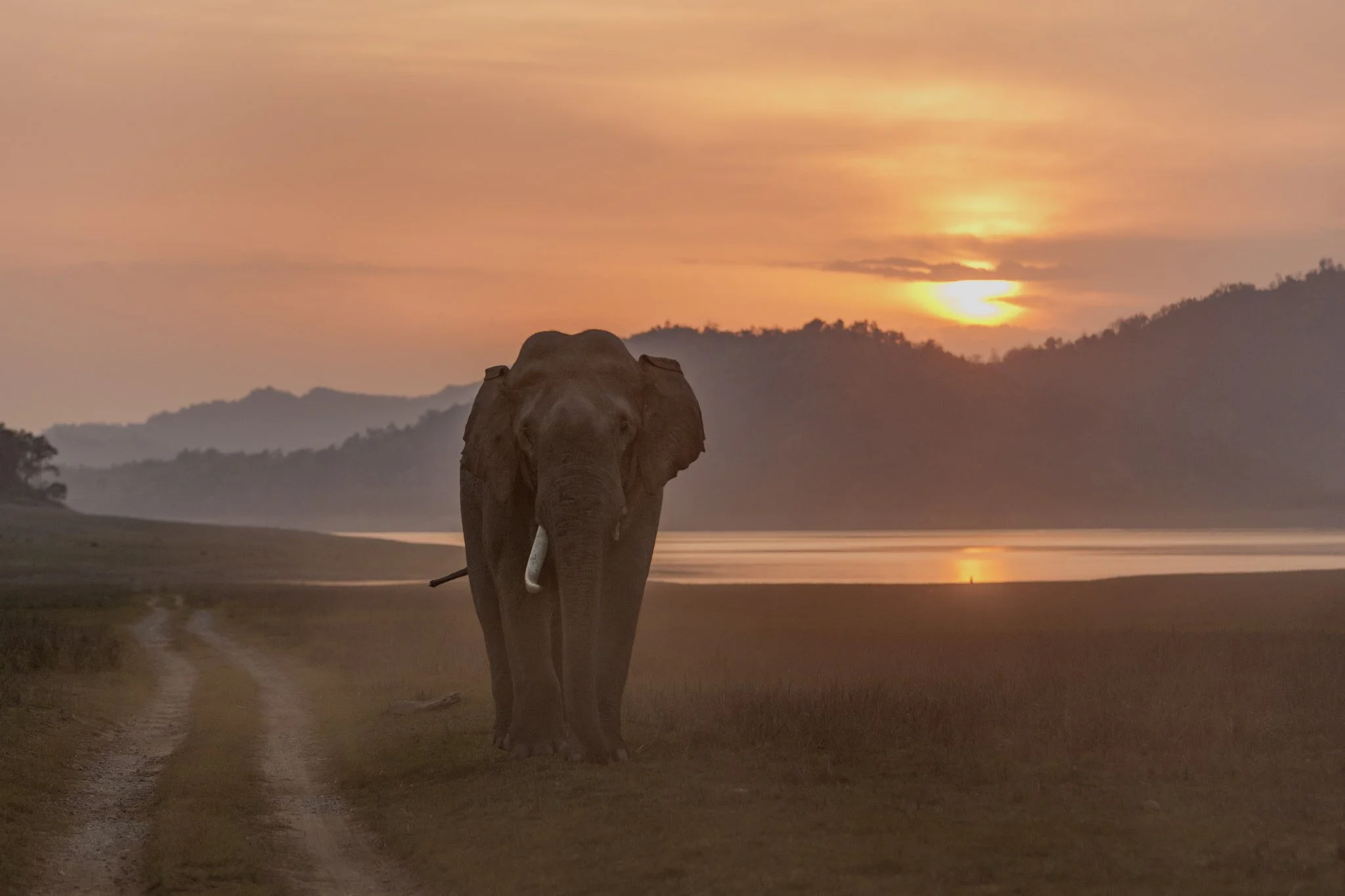 Elephants