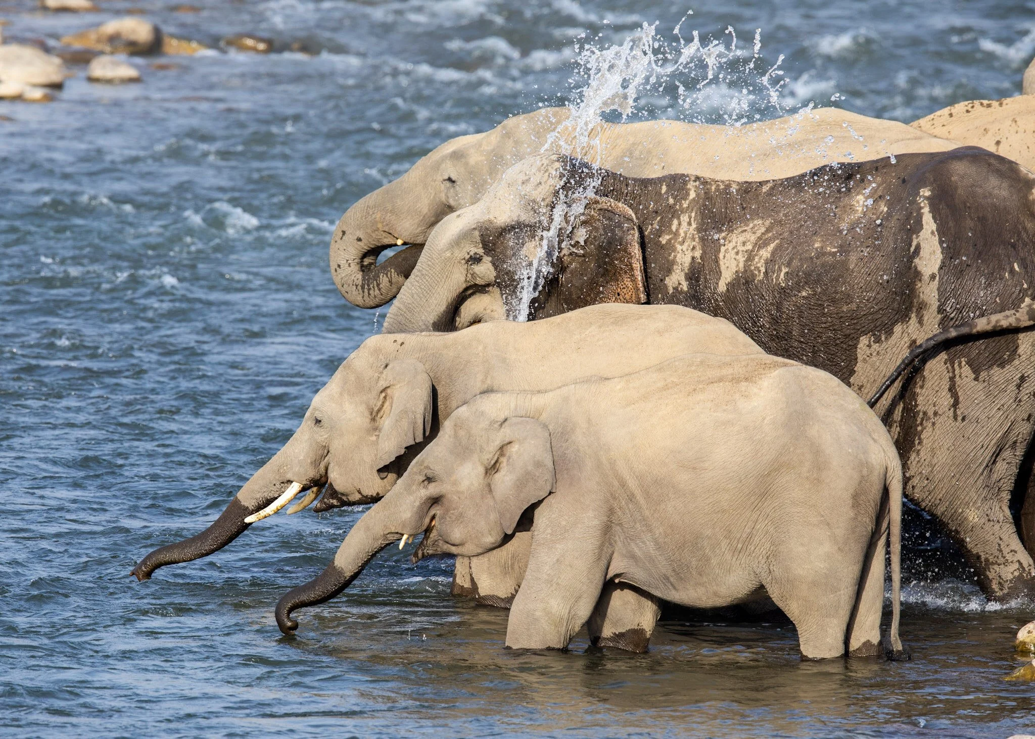 Spraying in the river