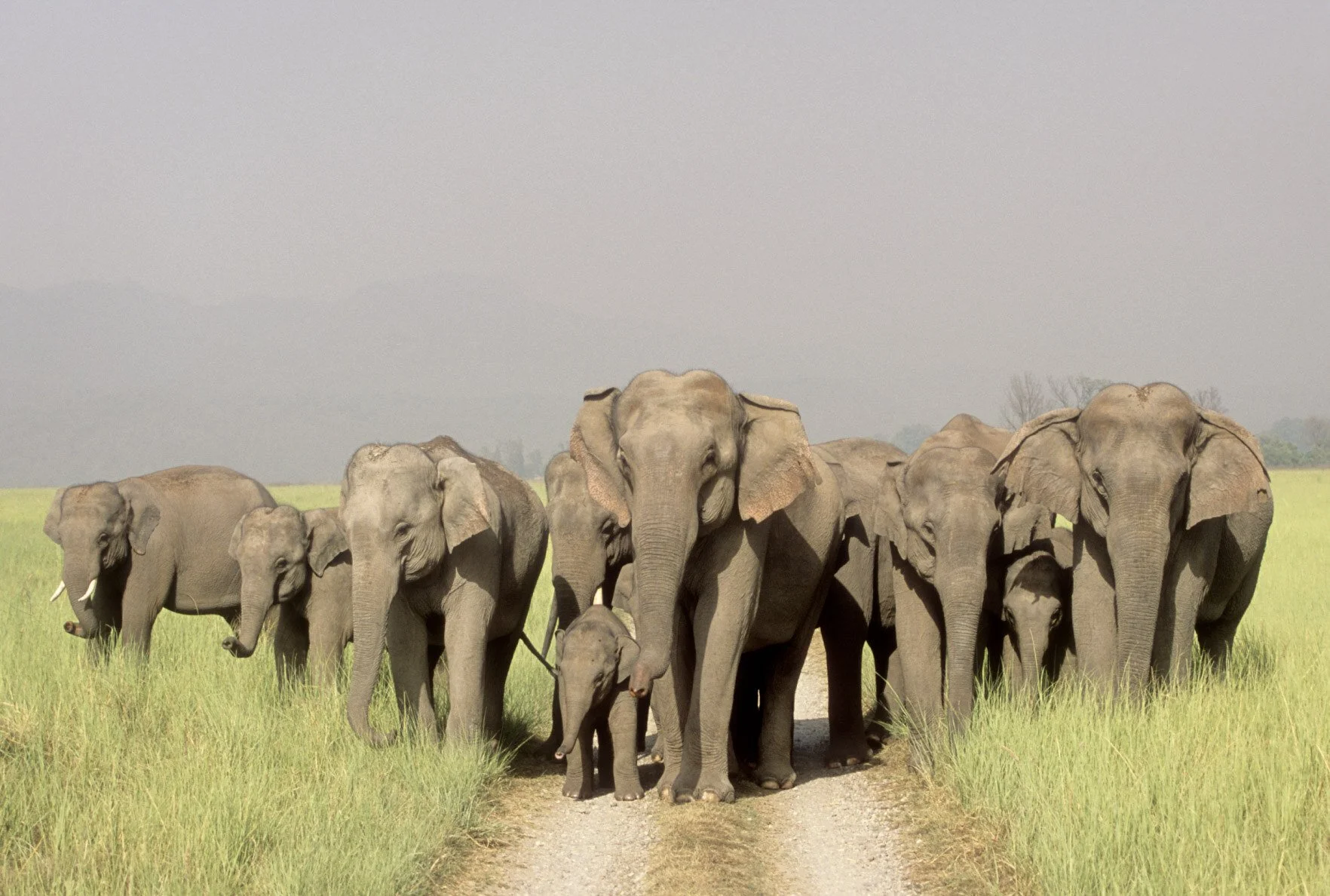Herd on the jungle track