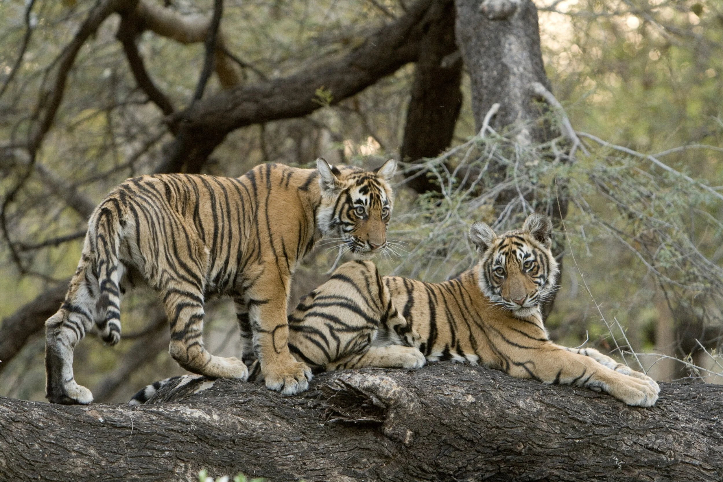 The three cubs on a fallen tree · 2007