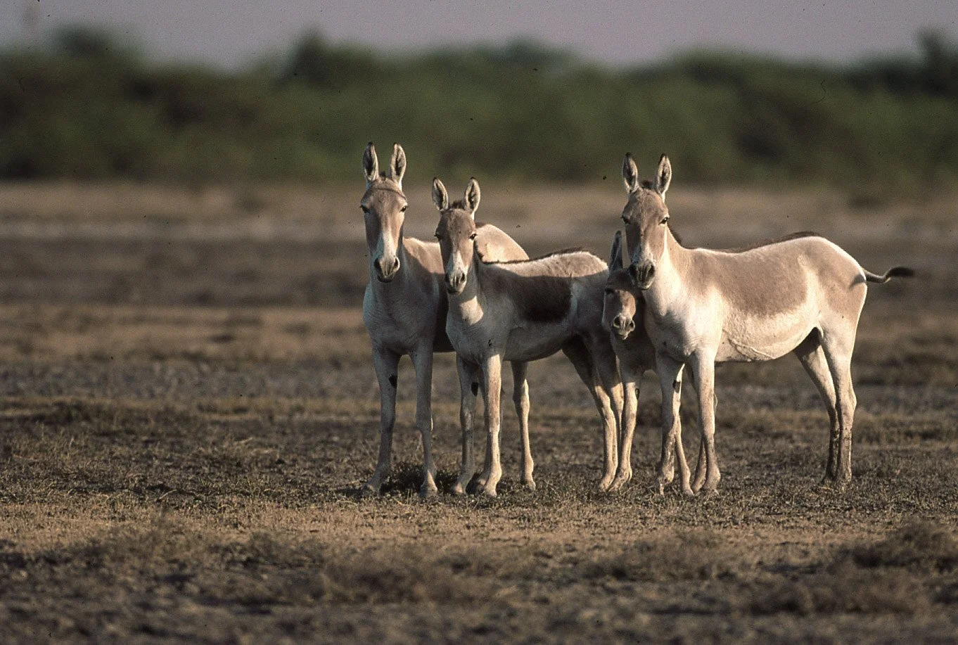 Indian wild ass (film)