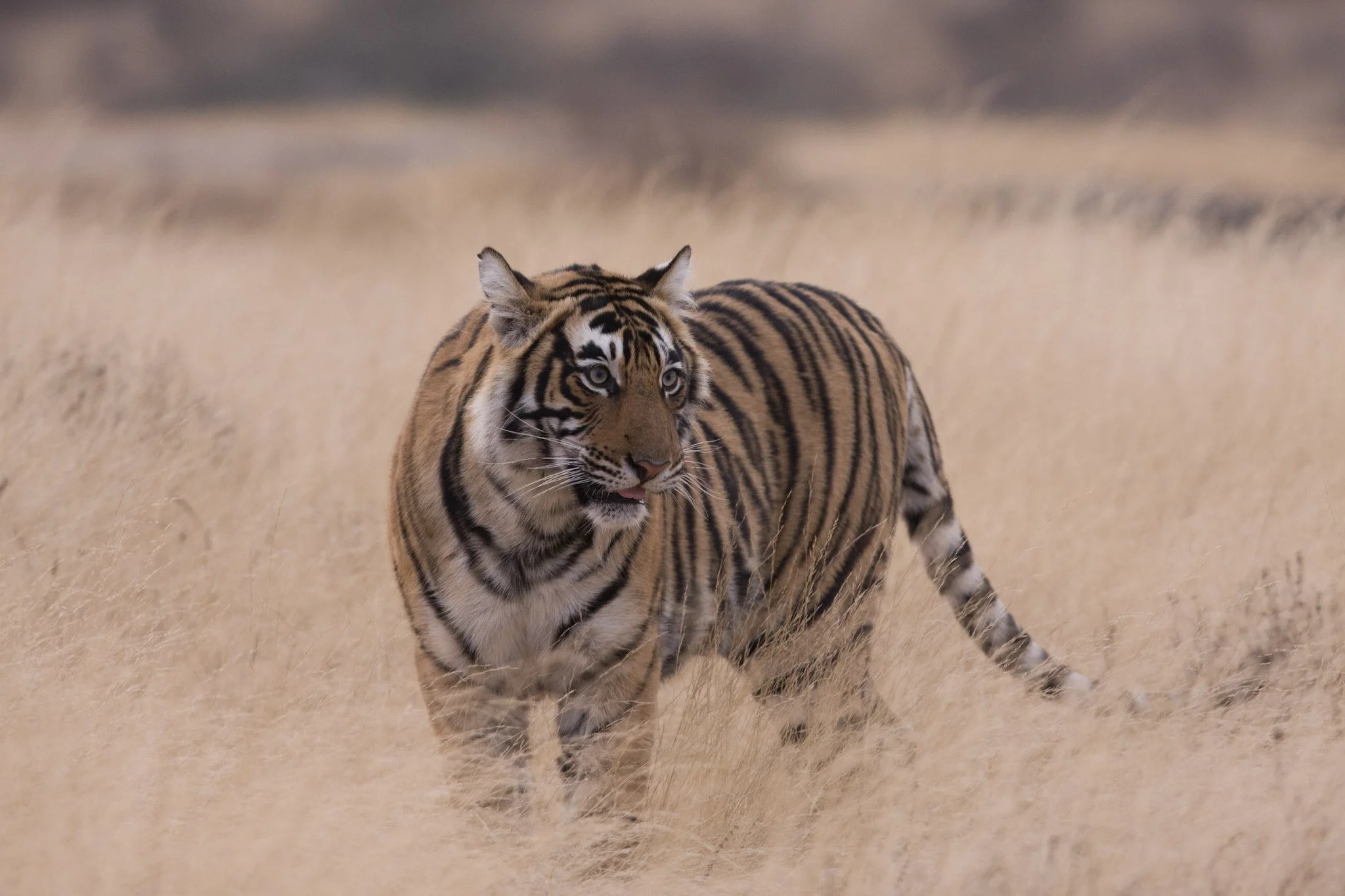 Tiger in the winter grass, 2008