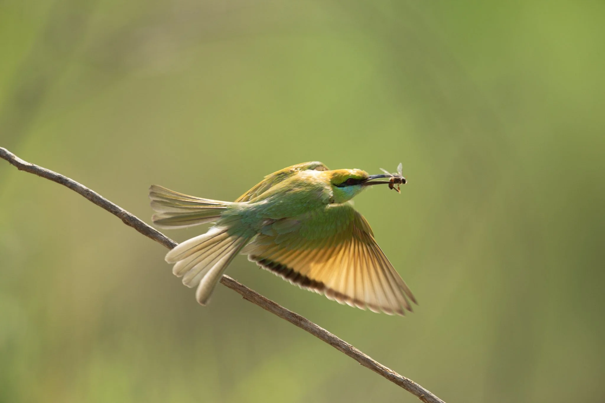 Green bee-eater takes off