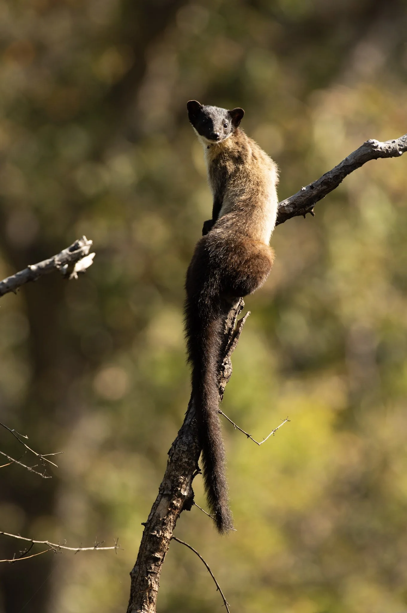 Yellow-throated marten climbing