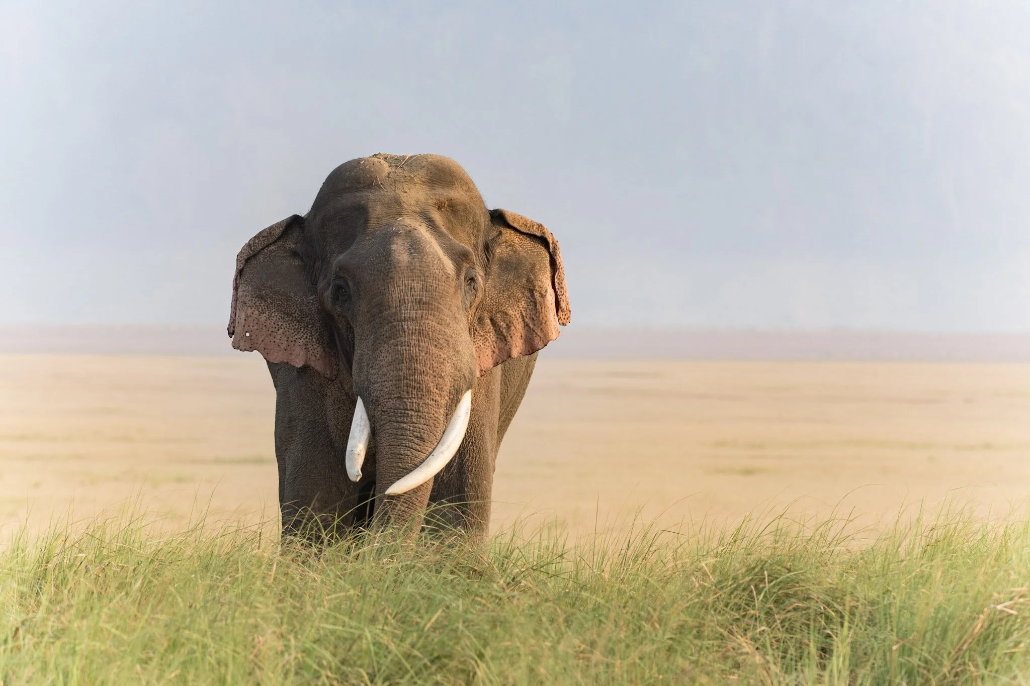 Tusker, head on