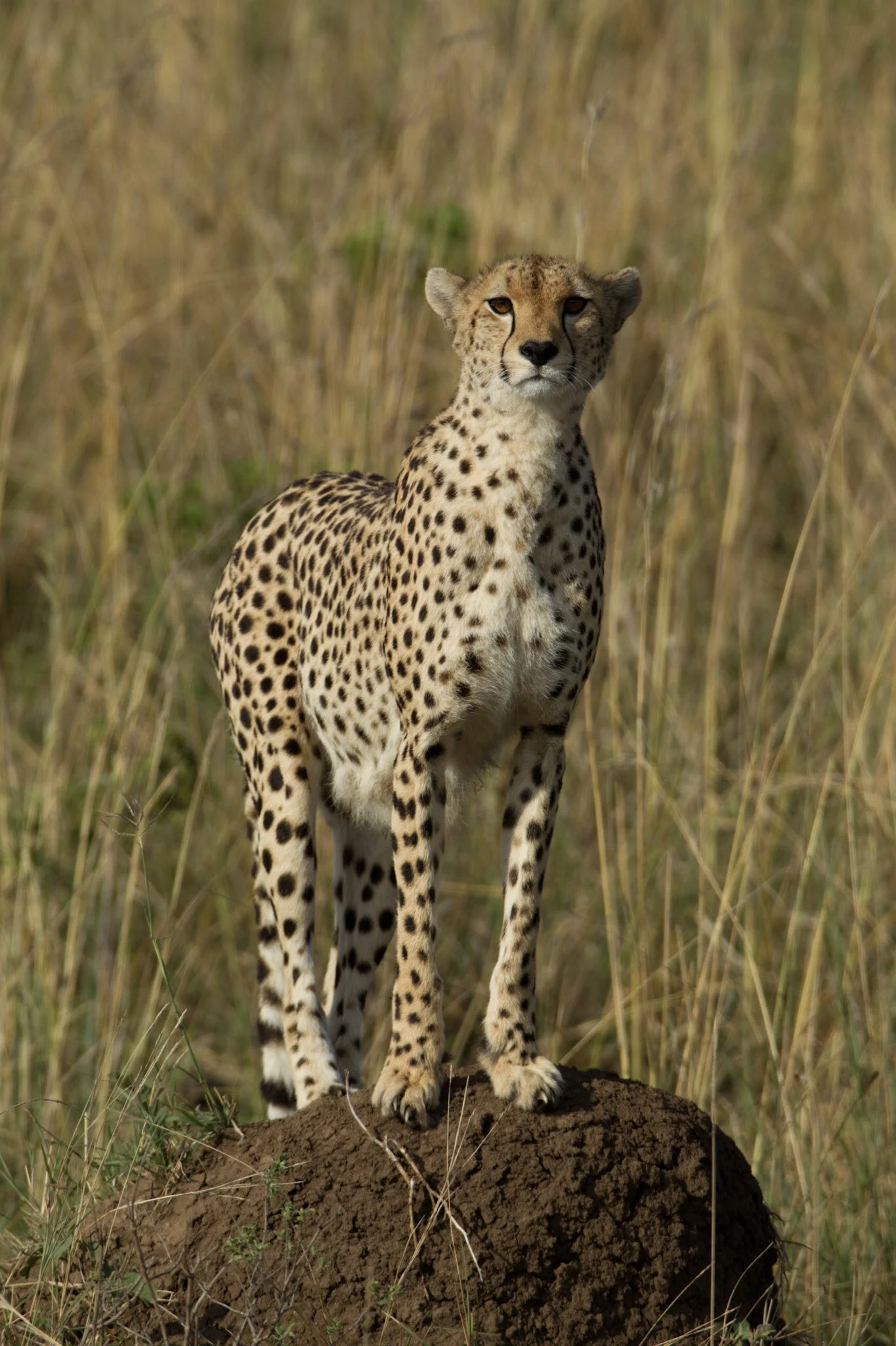 Cheetah on the mound