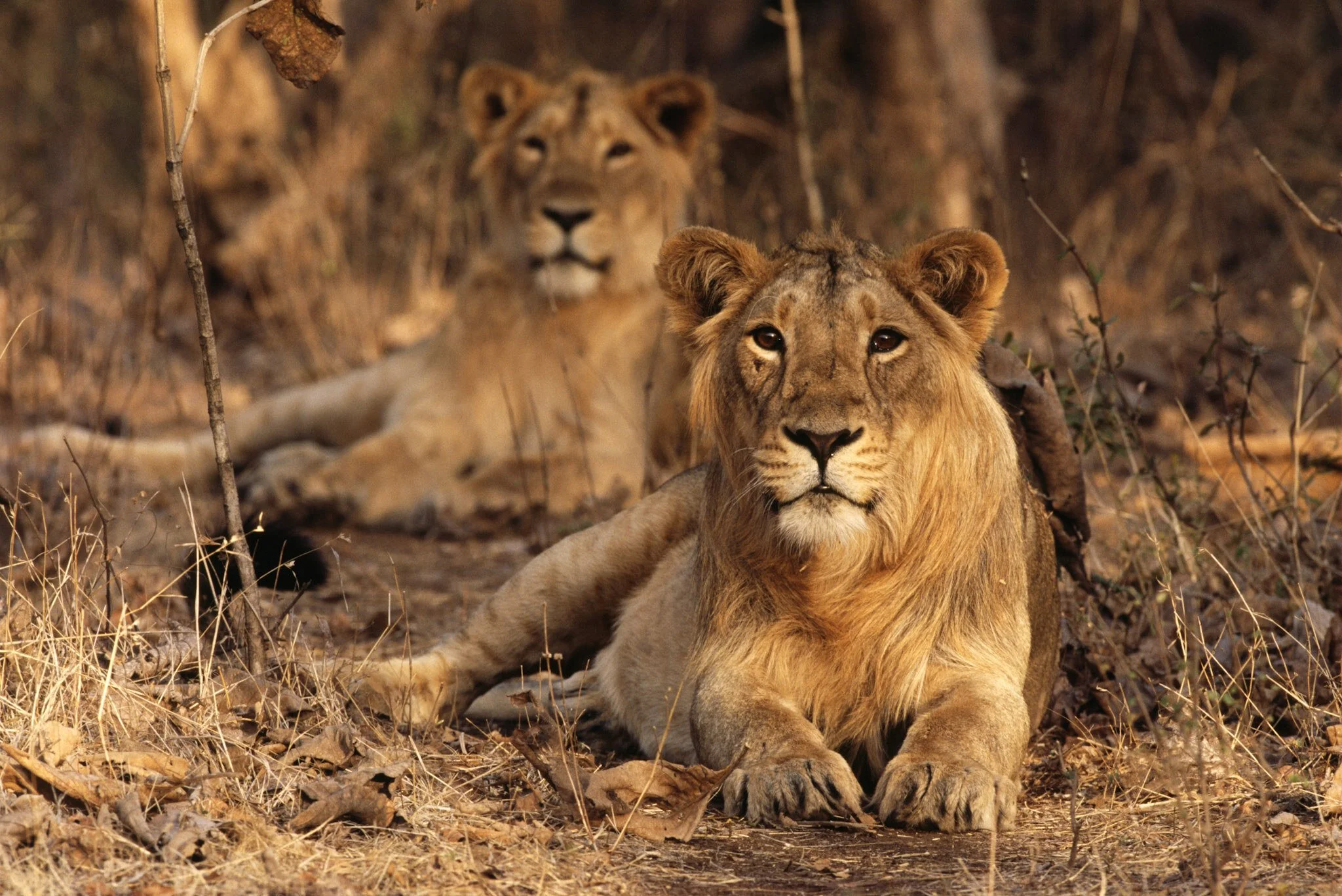 Asiatic lions, Gir