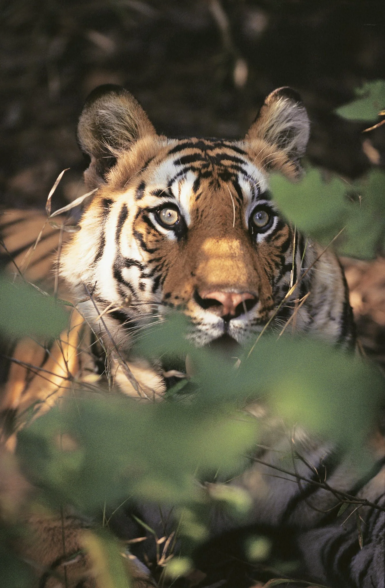 Tiger through the leaves