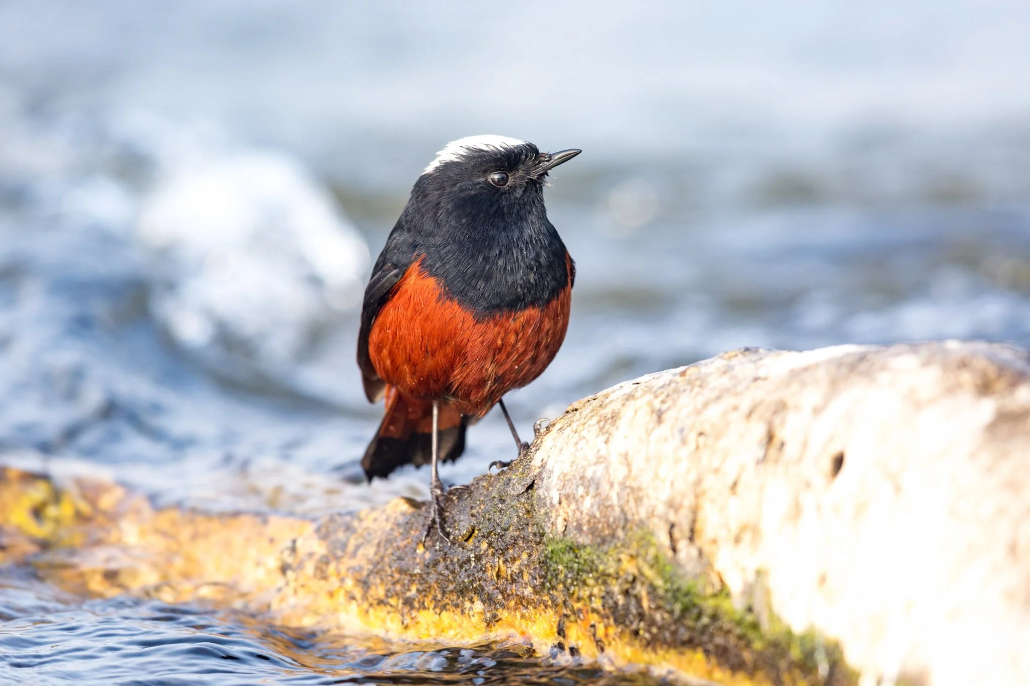 White-capped redstart