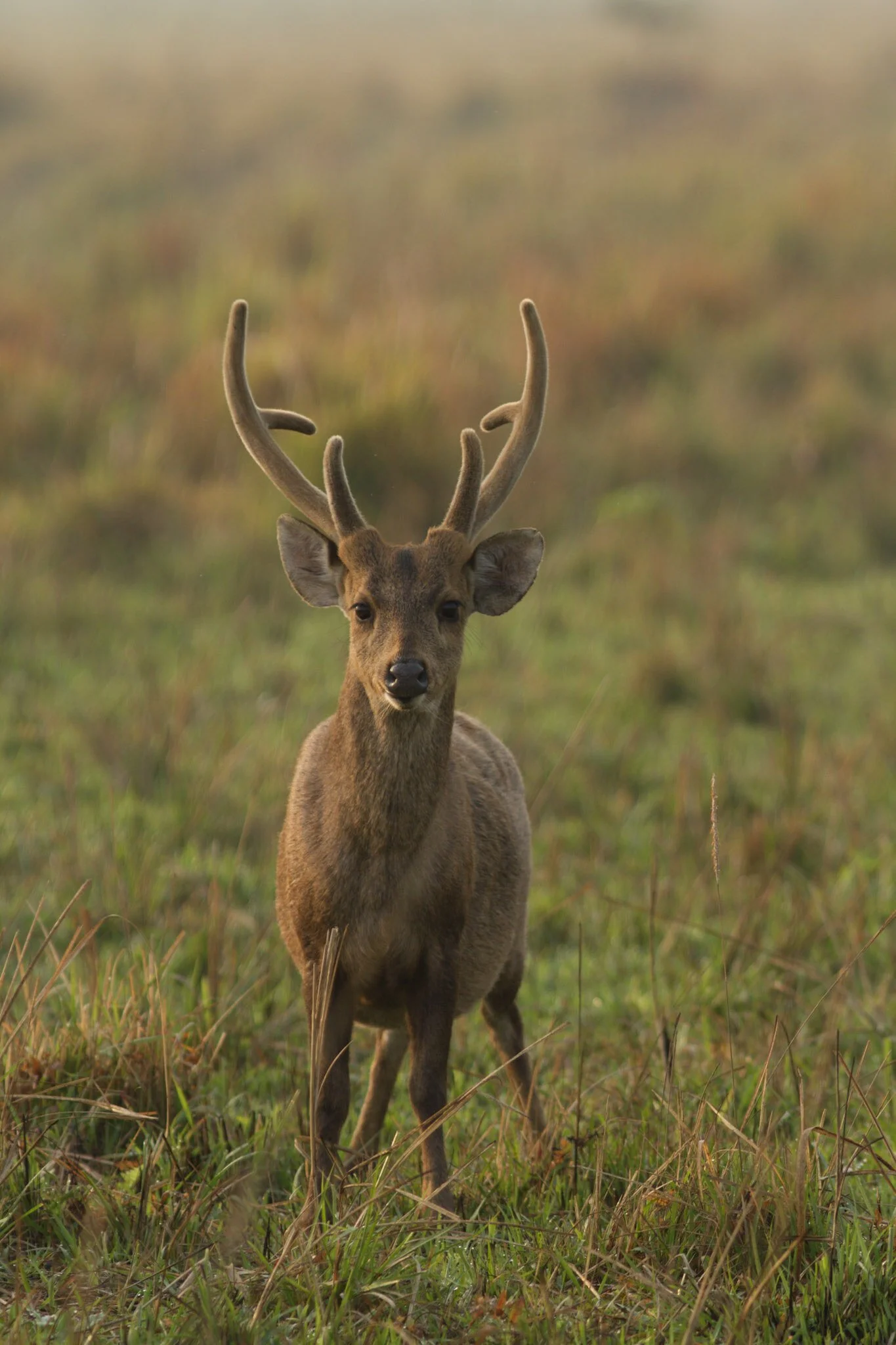 Barasingha stag, Kanha