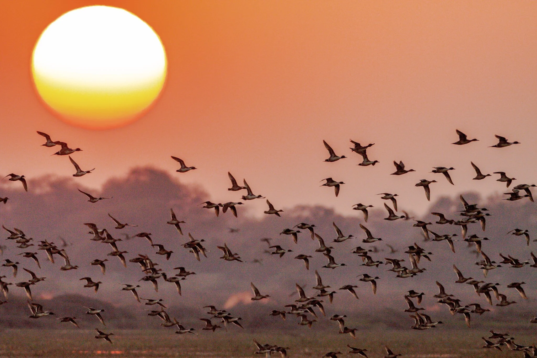 Flight at sunset, Bharatpur