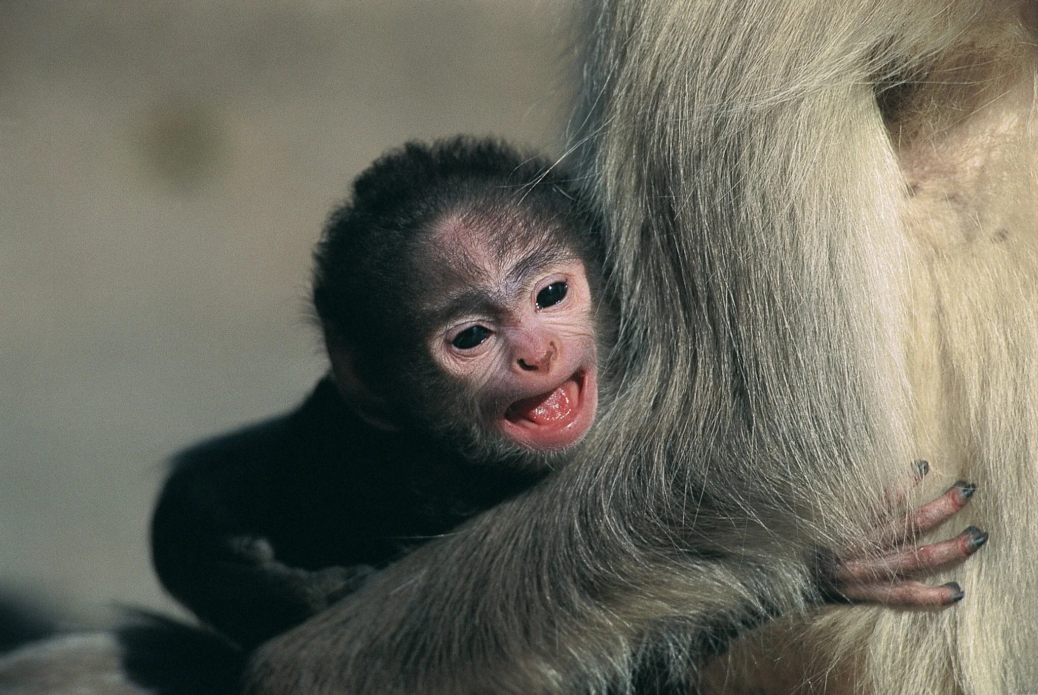 Langur infant (film)