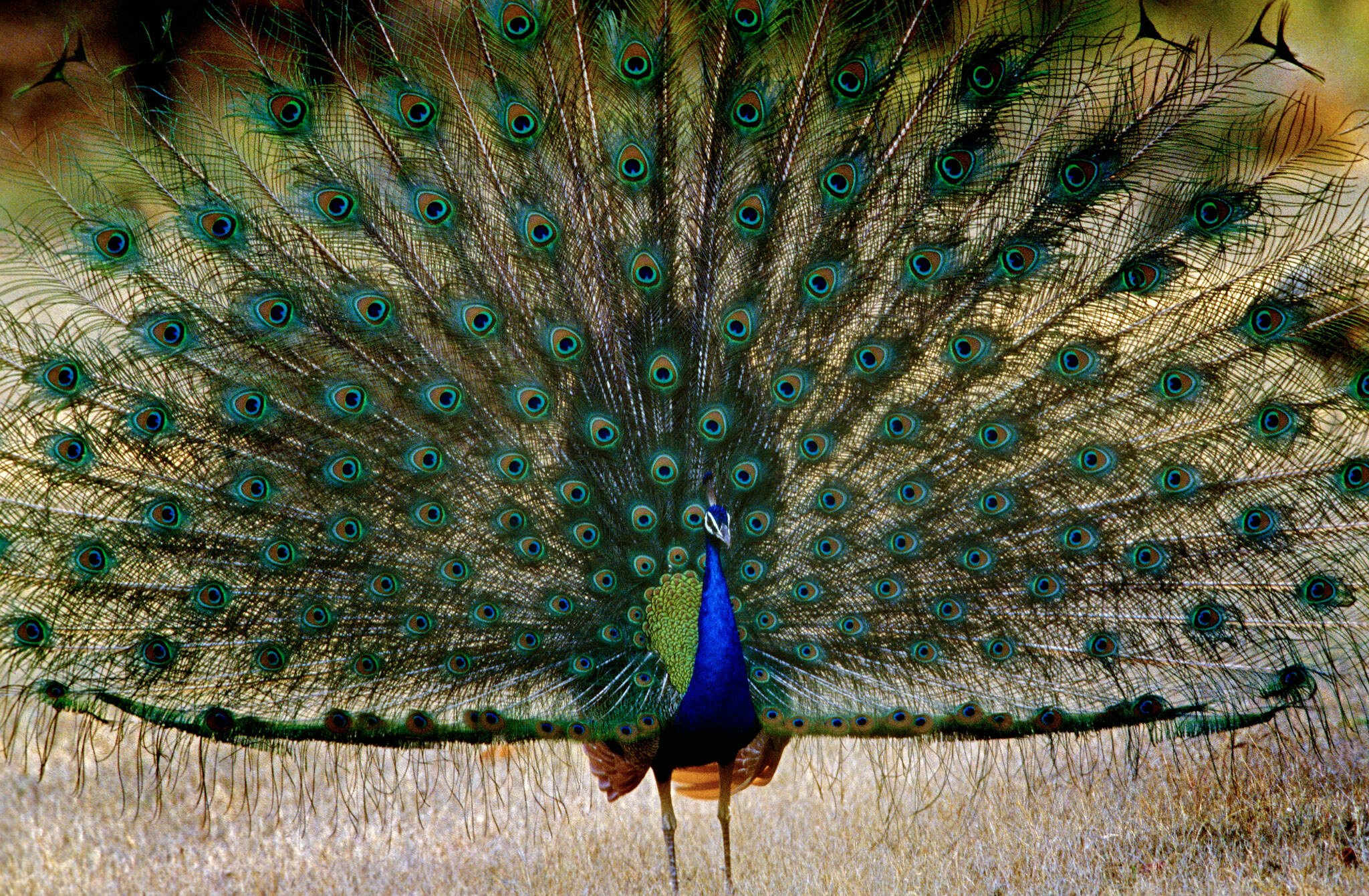 Peacock in full display (film)