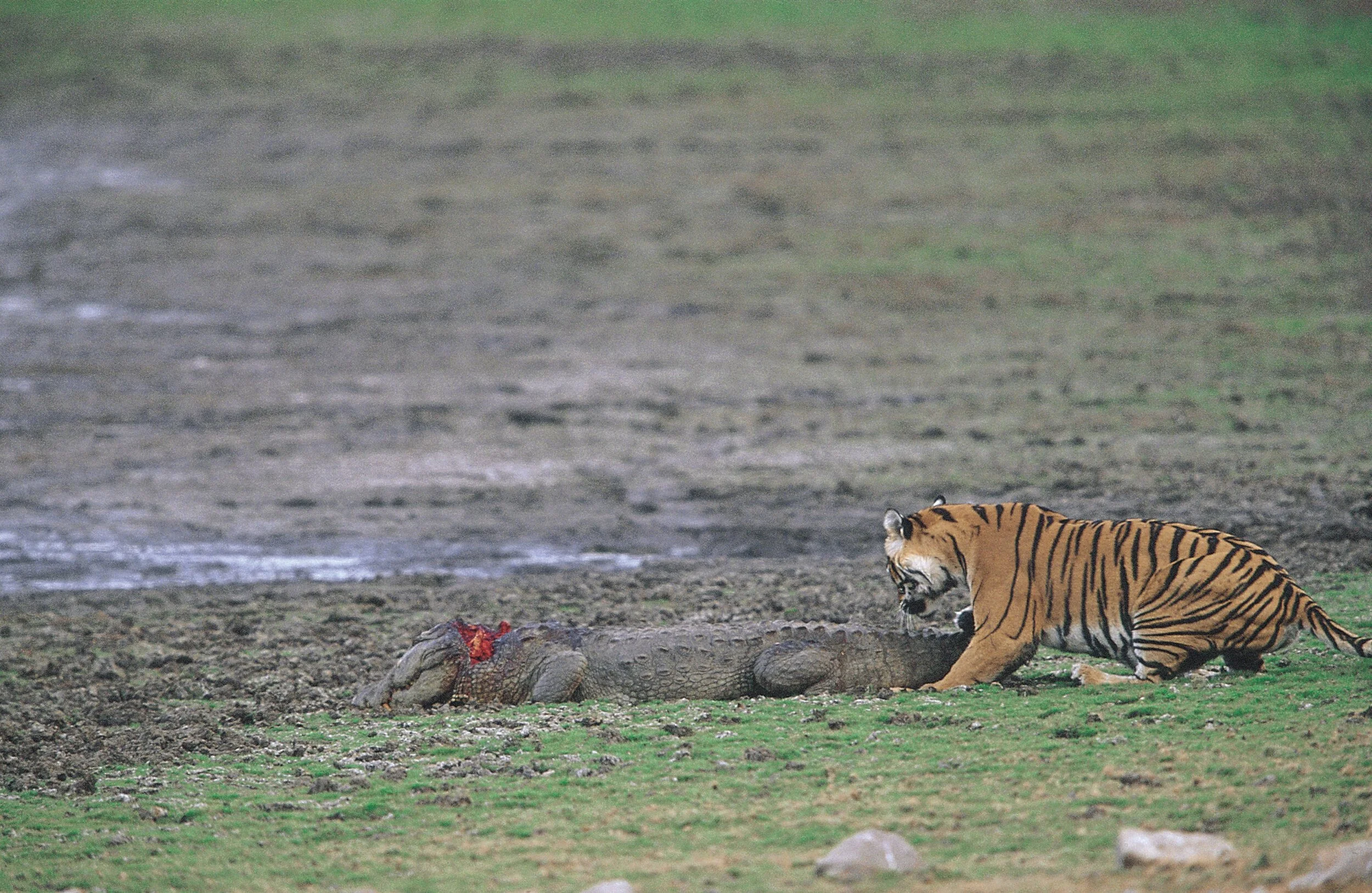 Machli beside the crocodile she has killed, Rajbagh · 2003
