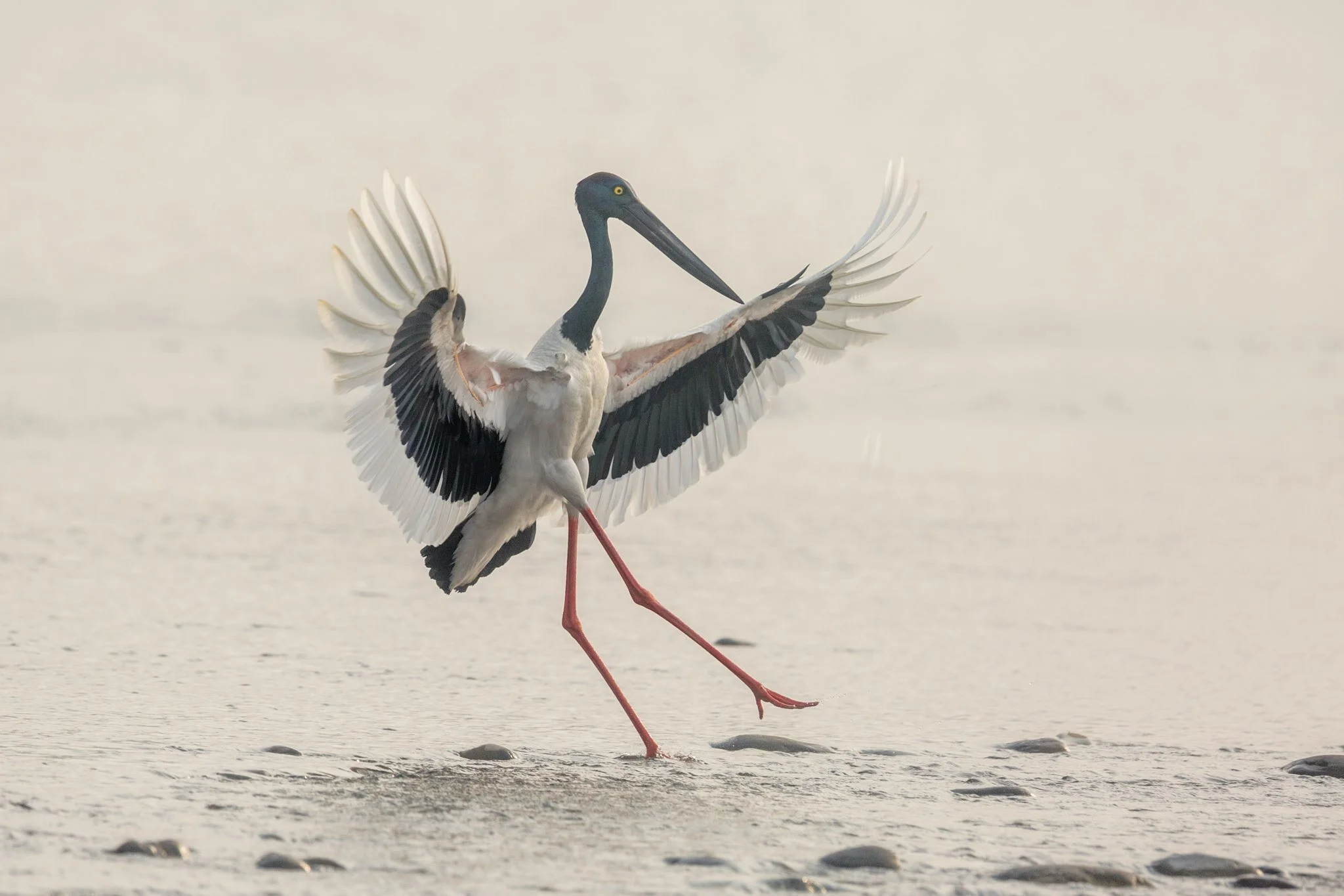 Painted stork landing