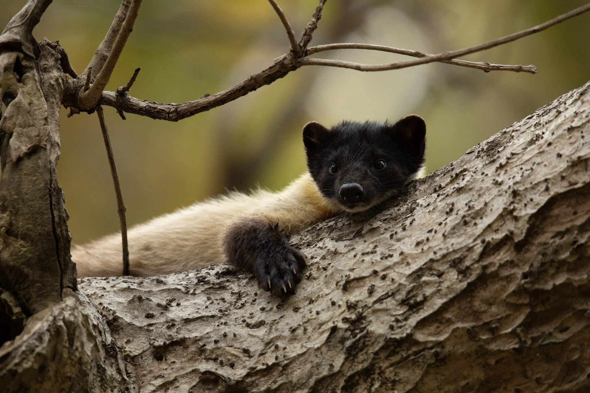 Yellow-throated marten