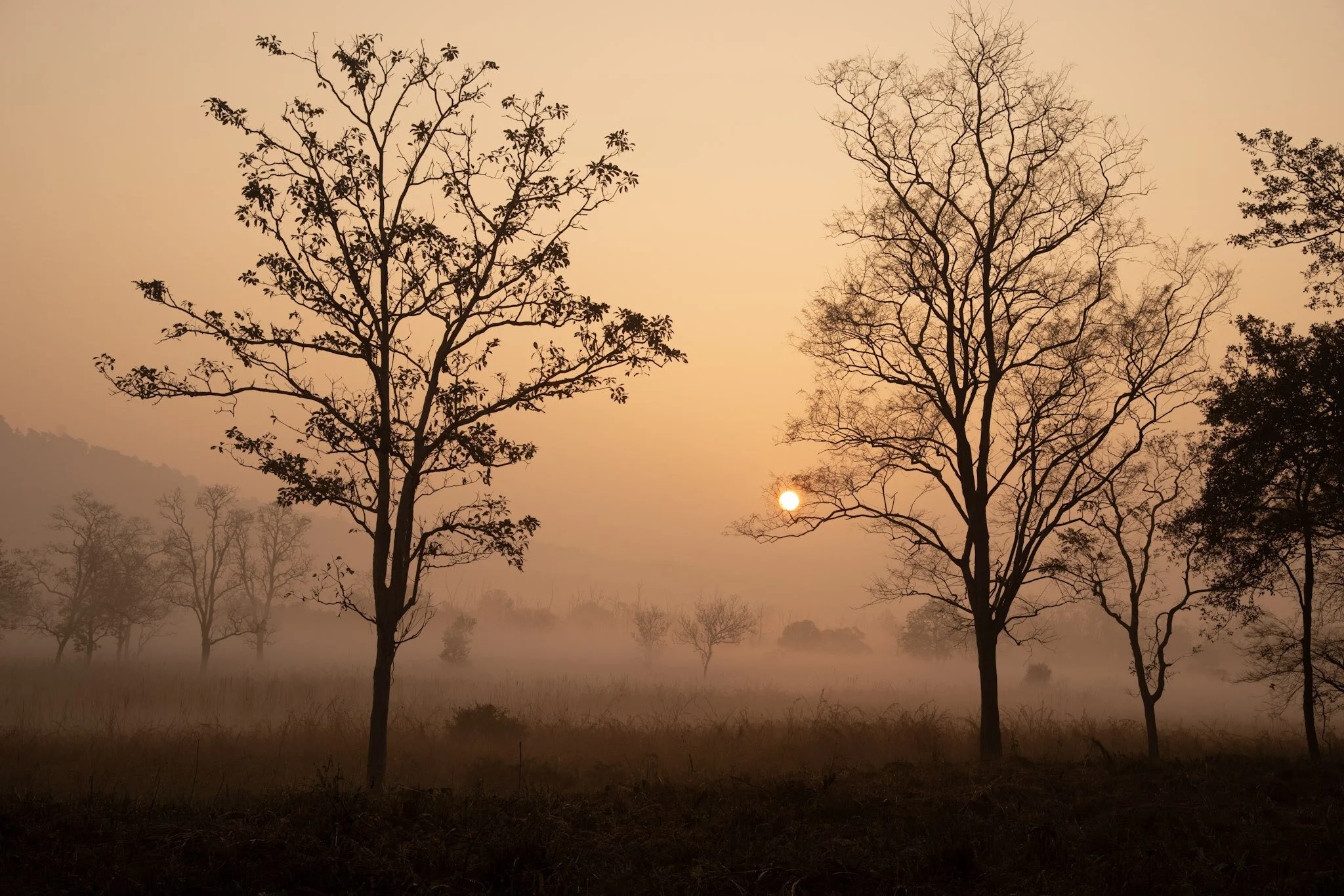 Misty trees, Corbett, 2015