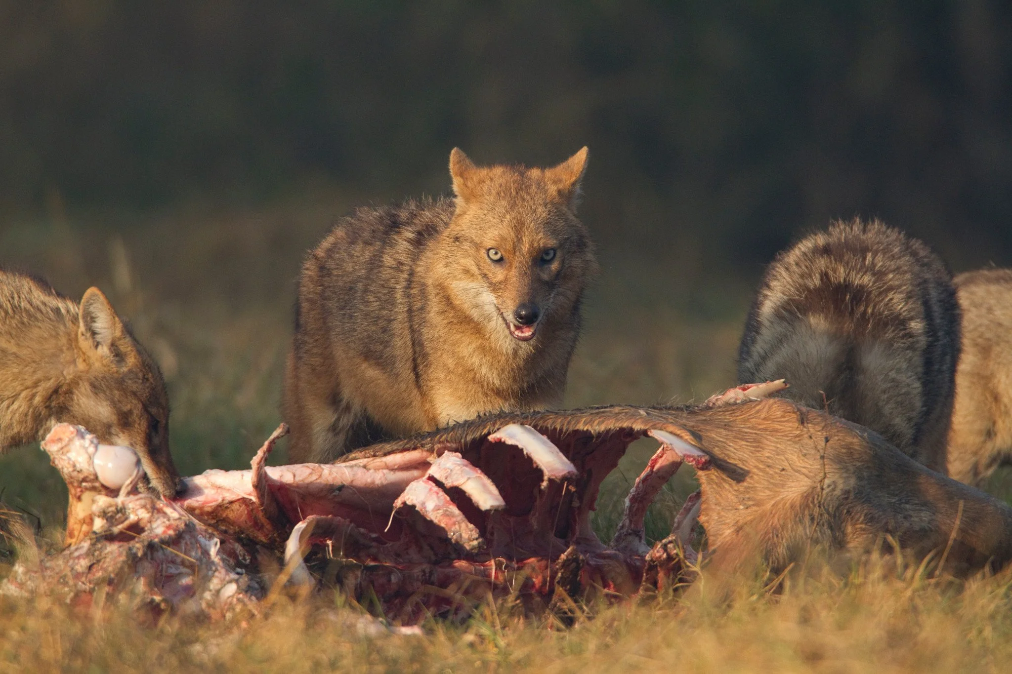 Truce: three jackals feeding at the rib cage