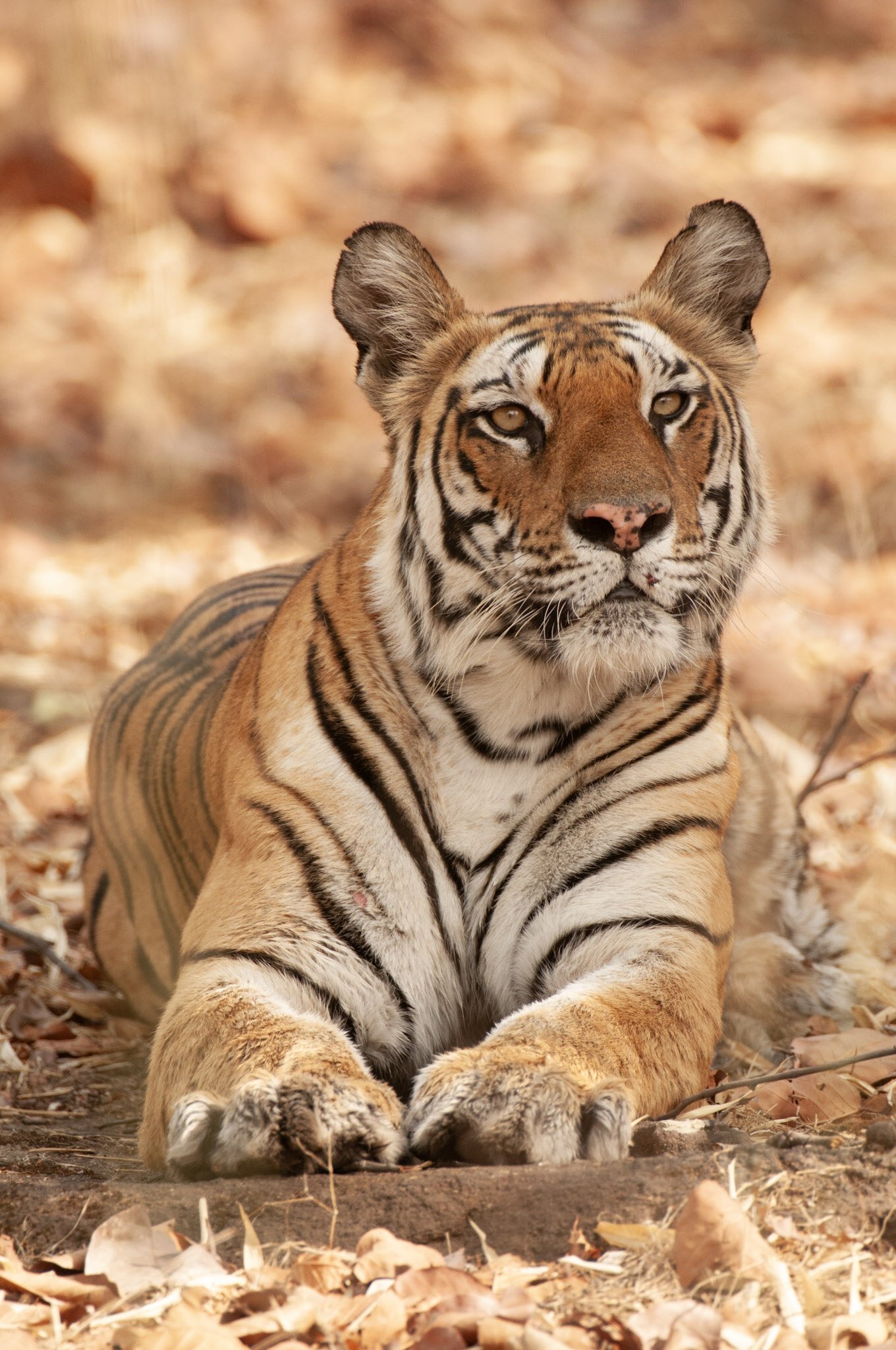Tiger on the dry leaves, 2010
