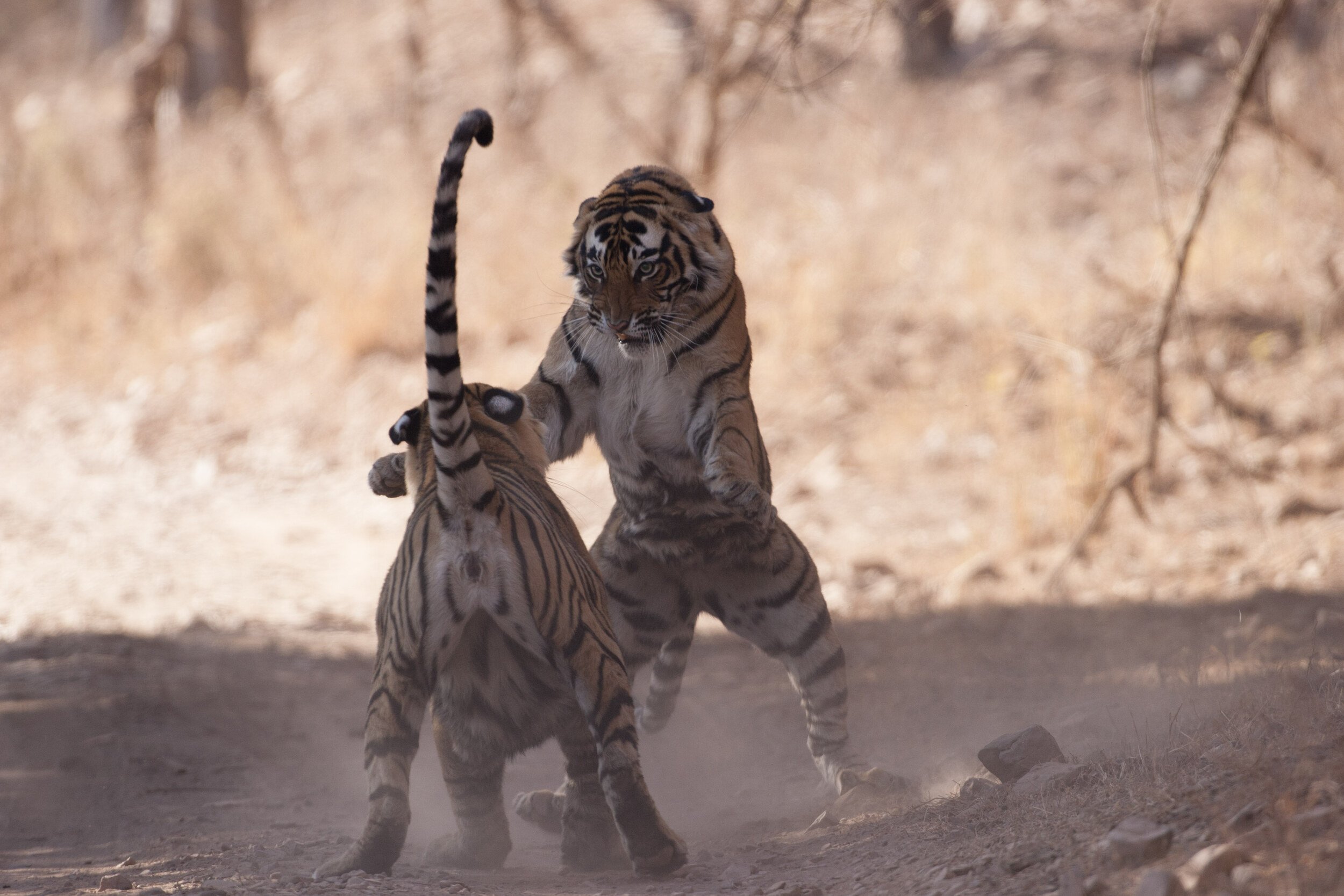Sundari (T-17) and Krishna (T-19) sparring · 2008