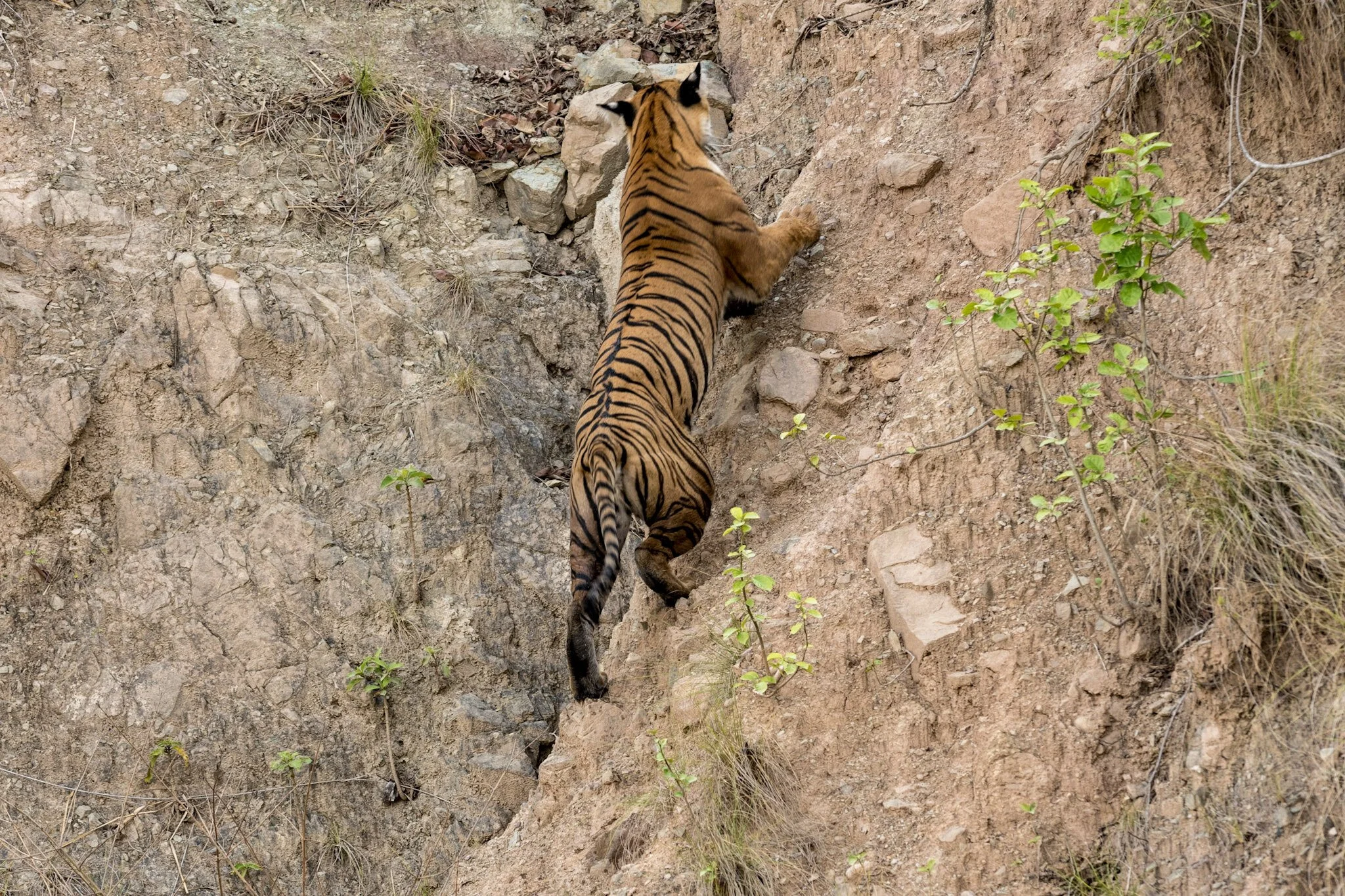 Sub-adult tiger on the rock face, 2016