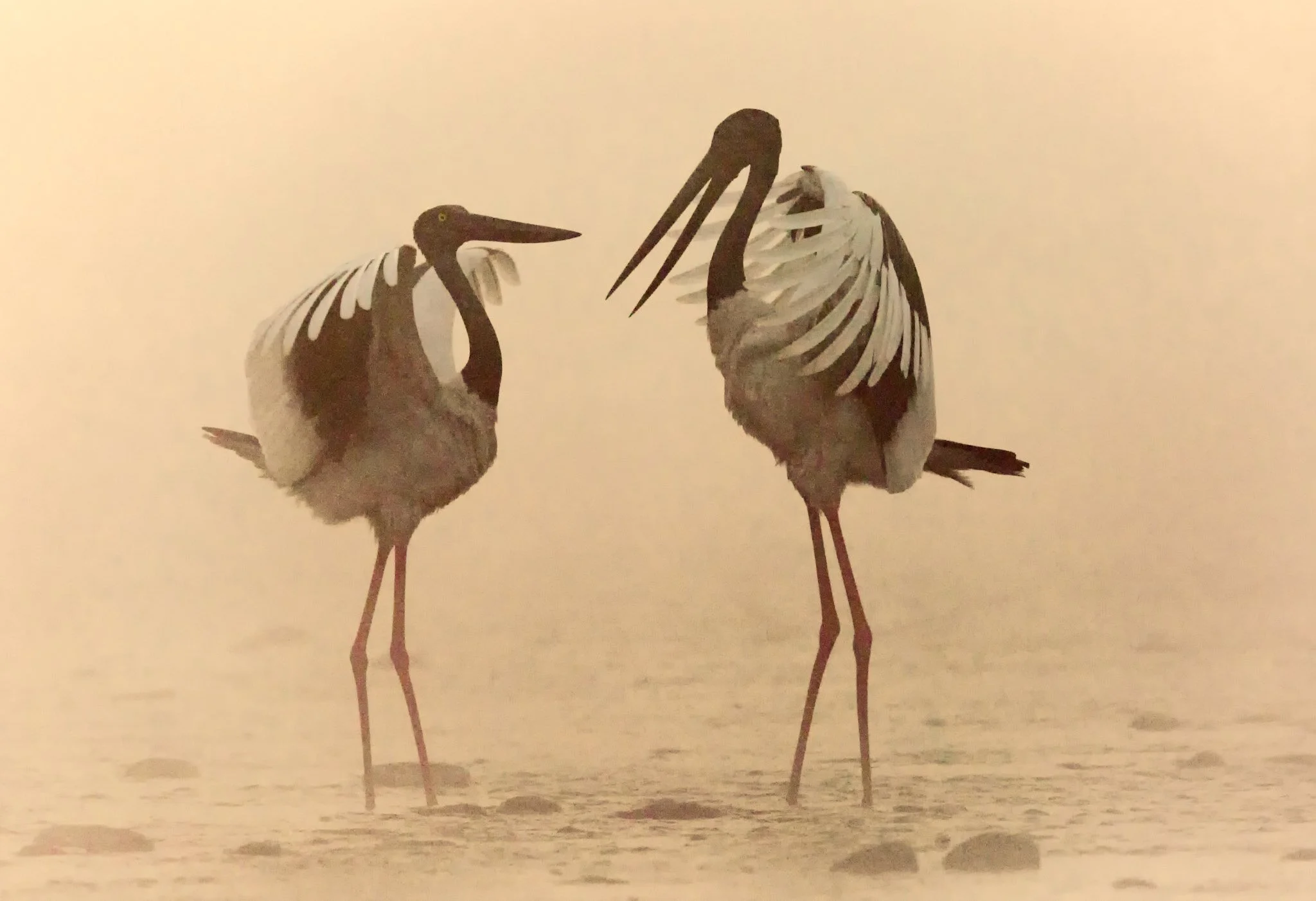 Painted storks in the mist