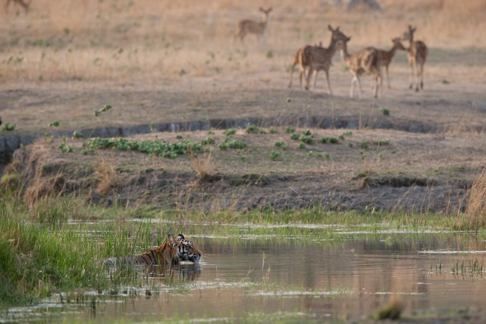 The deer catch on as the tiger turns in the water