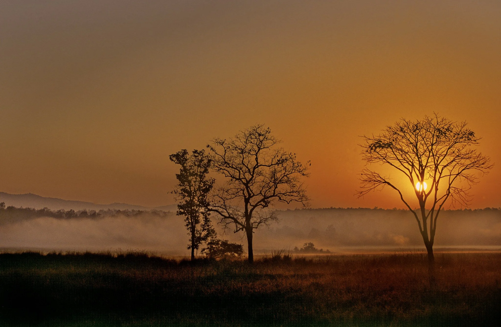 Trees in the morning mist (film)